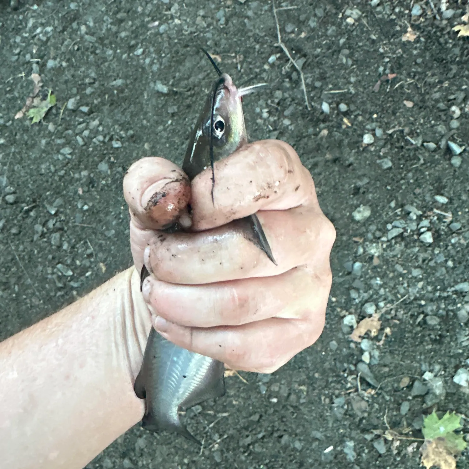 Channel catfish caught on Fishbrain