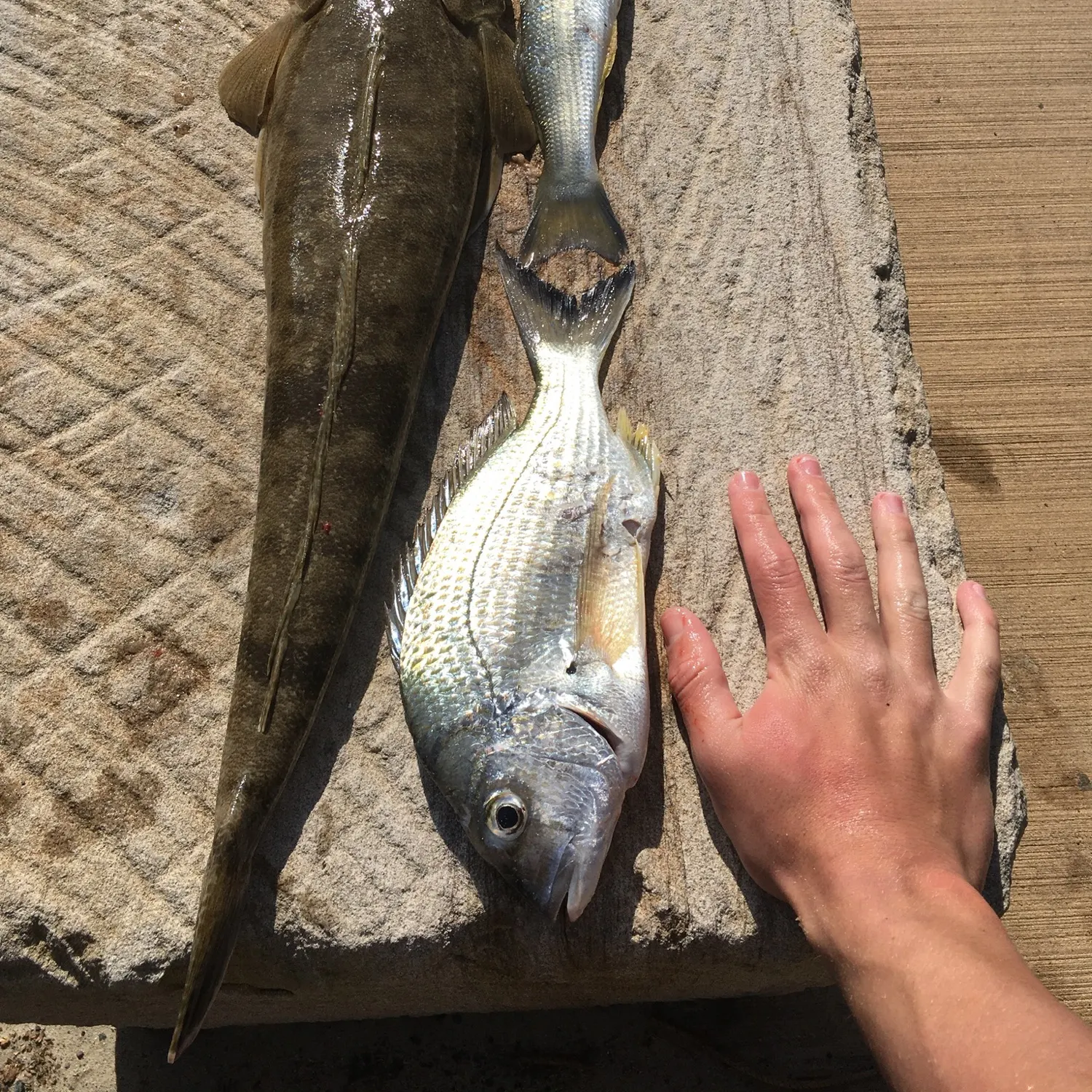 recently logged catches