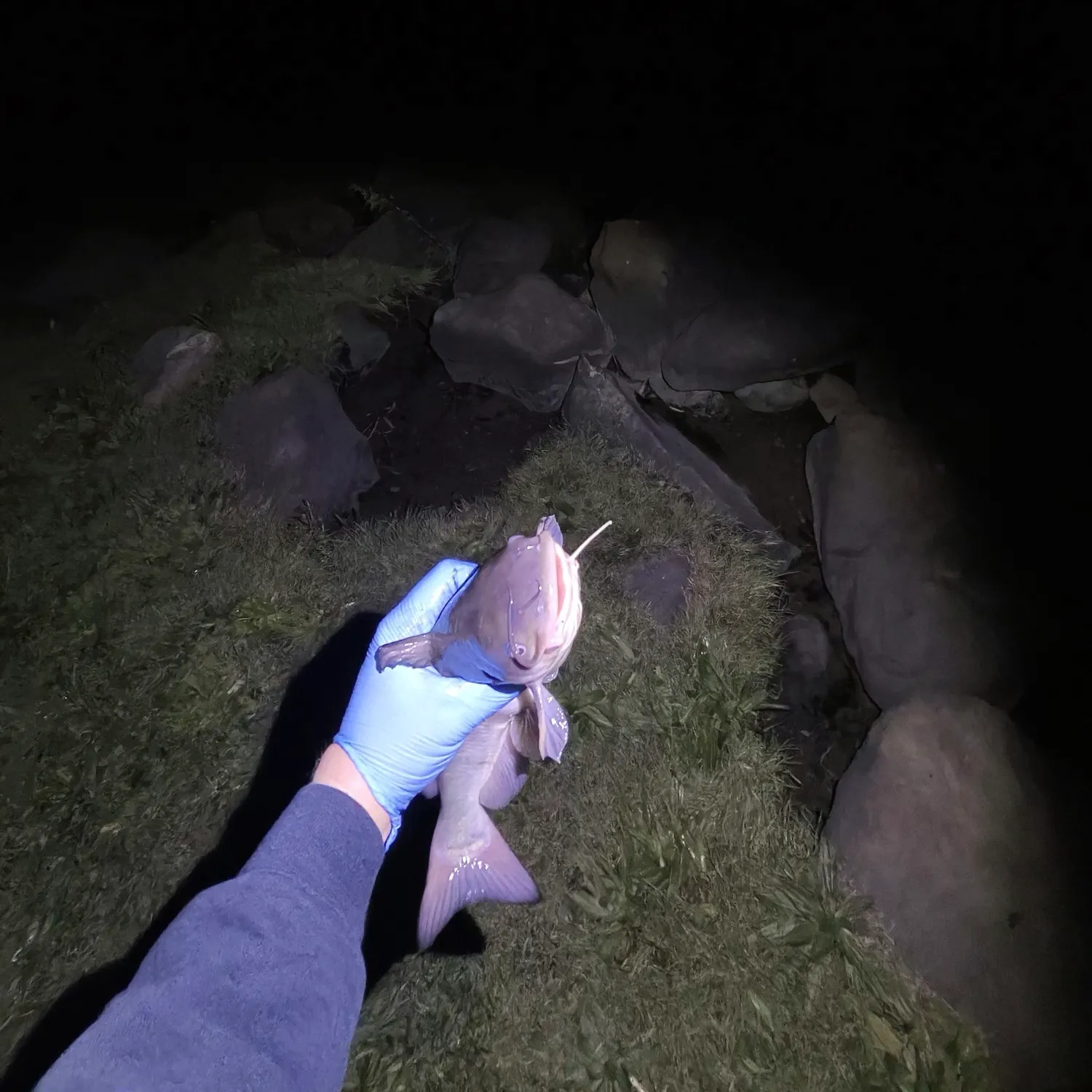 Channel catfish caught on Fishbrain
