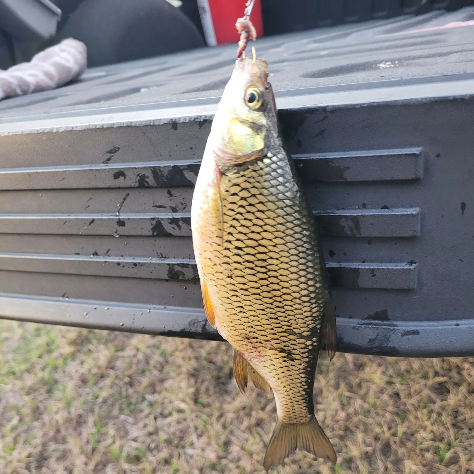 The most recent Golden shiner catches on Fishbrain