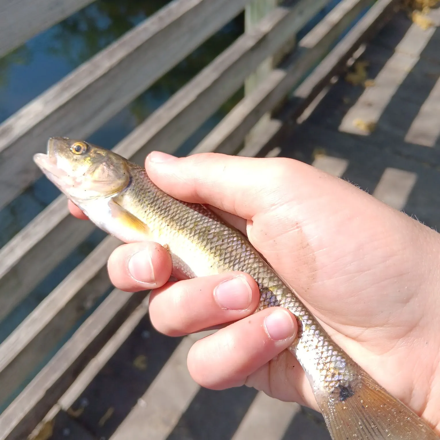Creek chub caught on Fishbrain