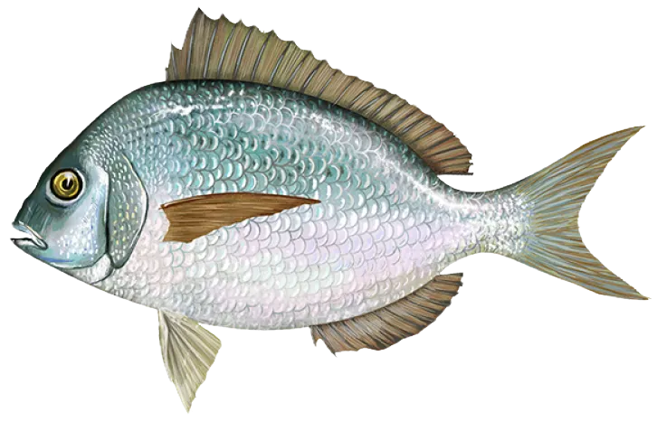 Scup