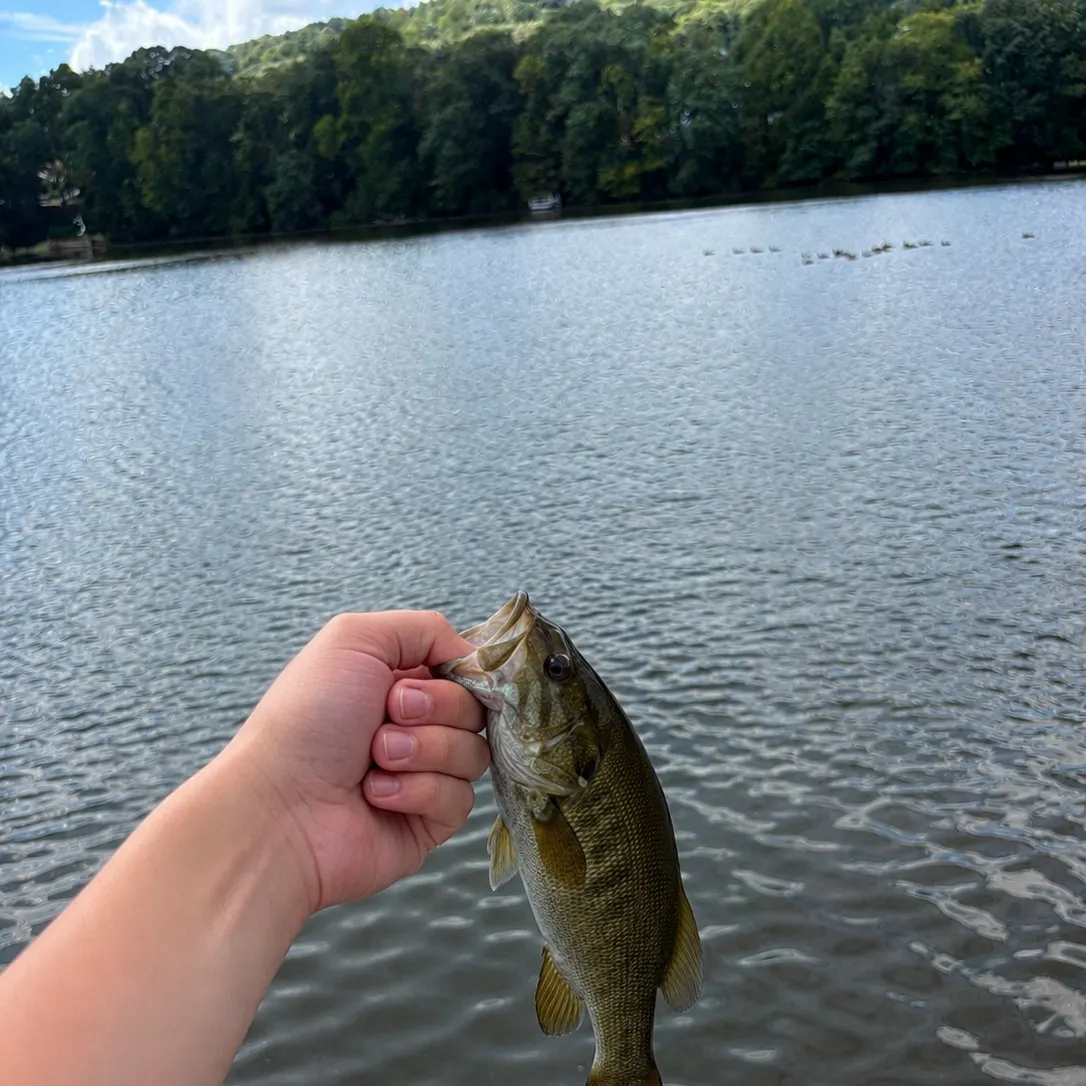 Smallmouth bass caught on Fishbrain