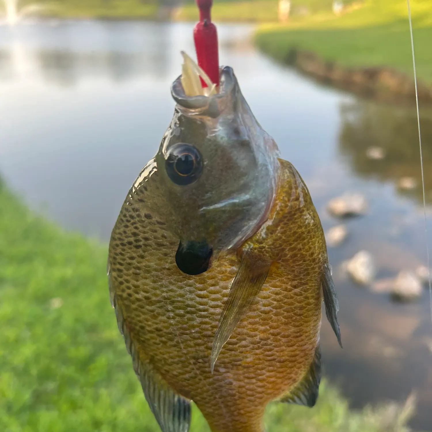 The most recent Green sunfish catches on Fishbrain