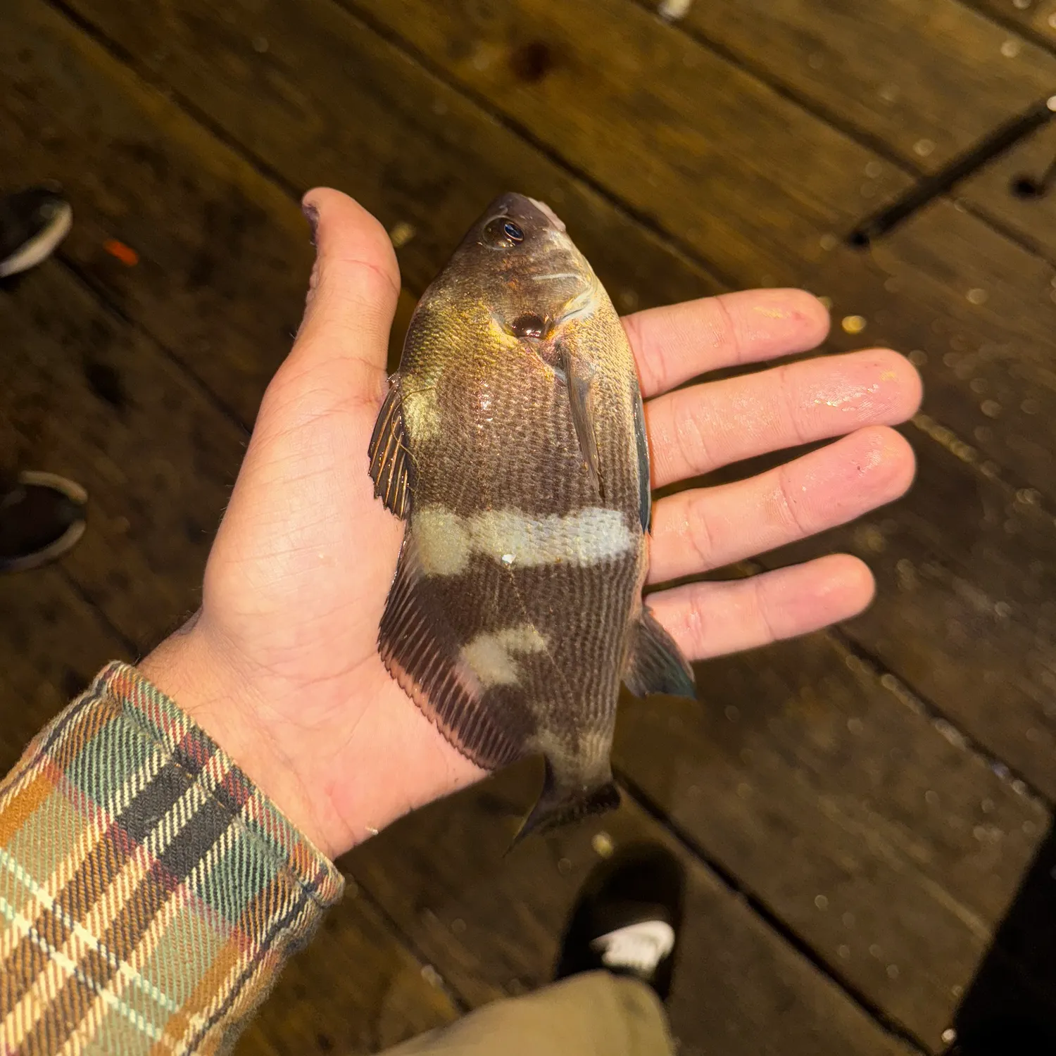 The most recent Black croaker catches on Fishbrain