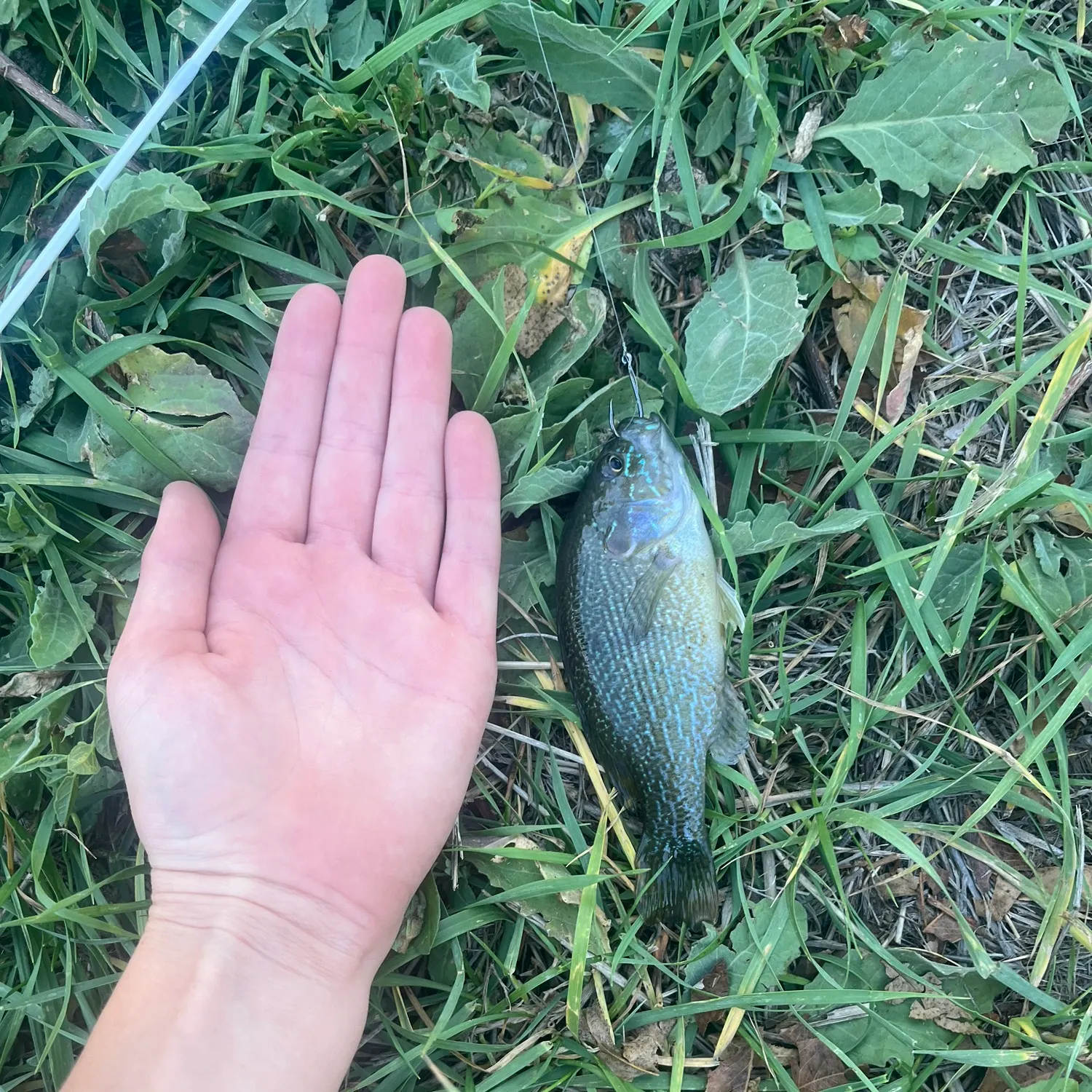Green sunfish caught on Fishbrain