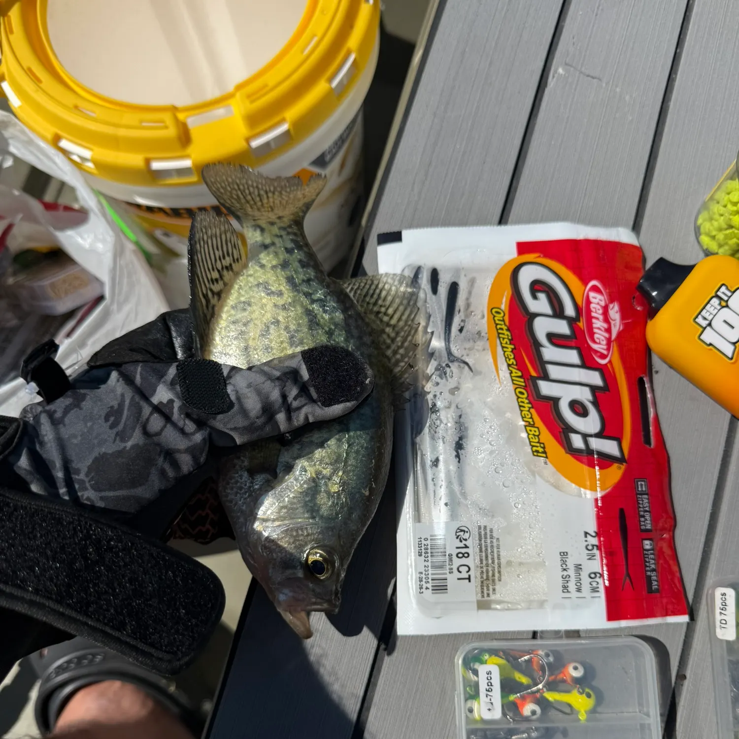 Black crappie caught on Fishbrain