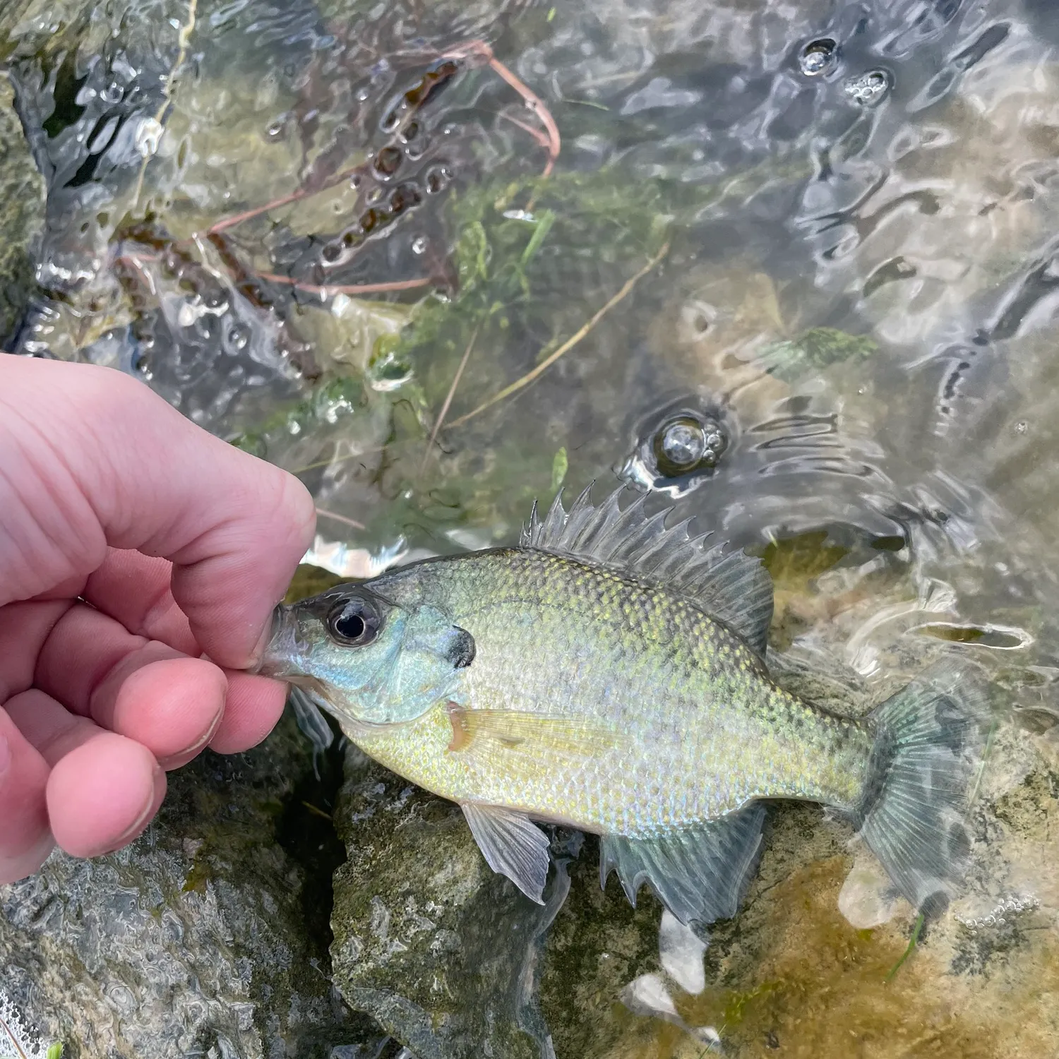 The most recent Bluegill x longear sunfish catches on Fishbrain
