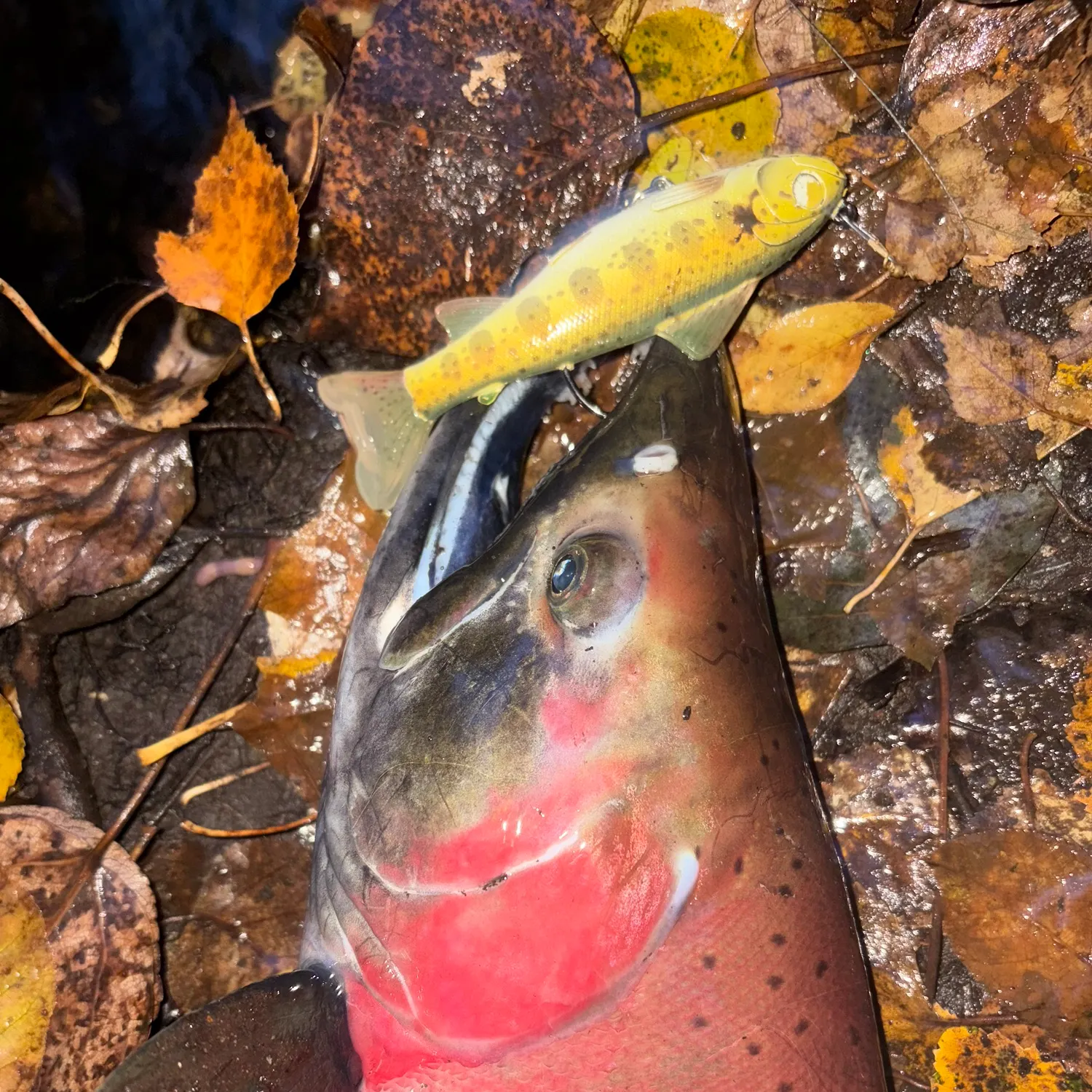 Coho salmon caught on Fishbrain