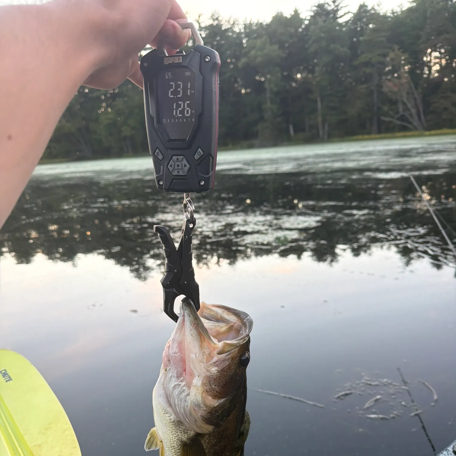 Largemouth bass caught on Fishbrain