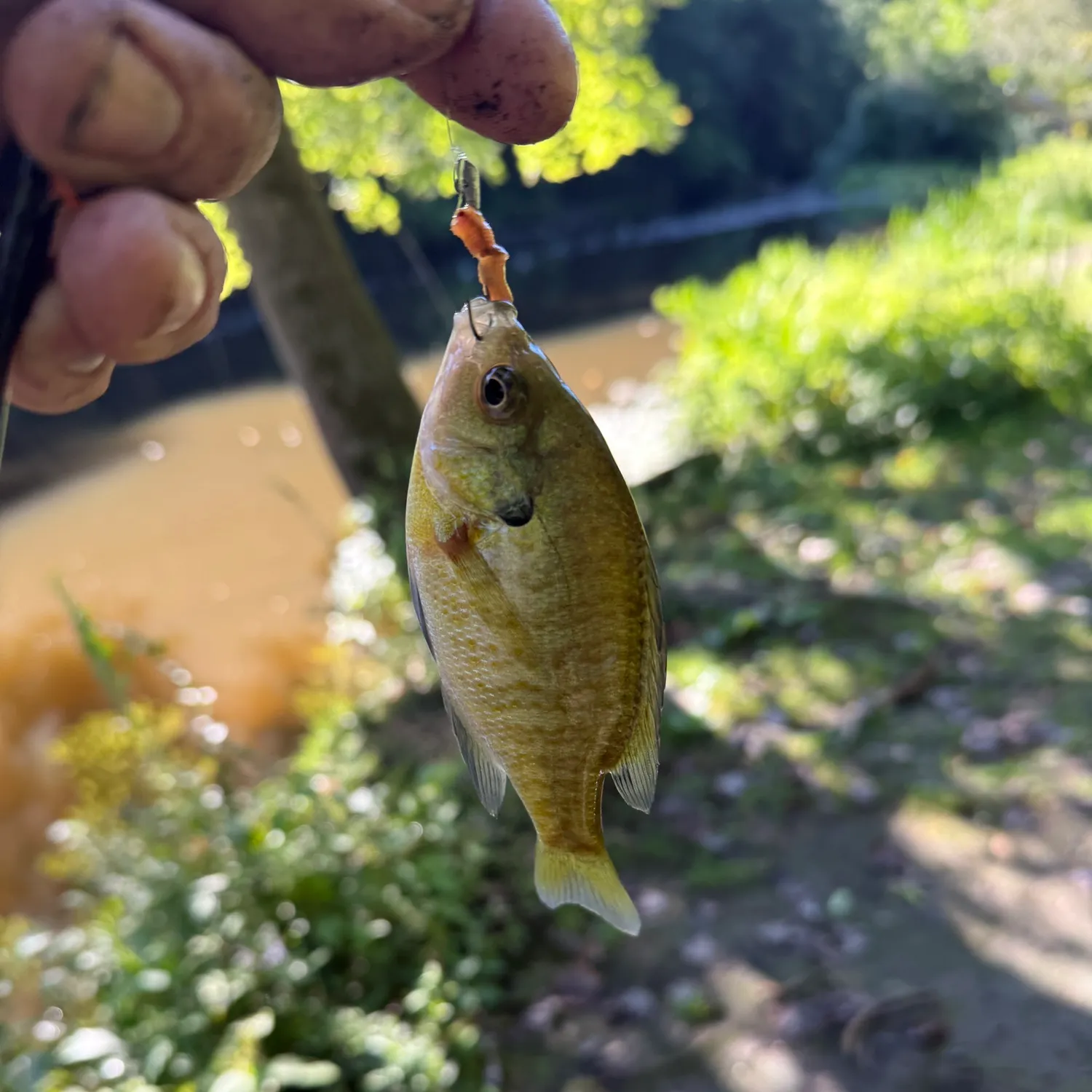 Bluegill caught on Fishbrain