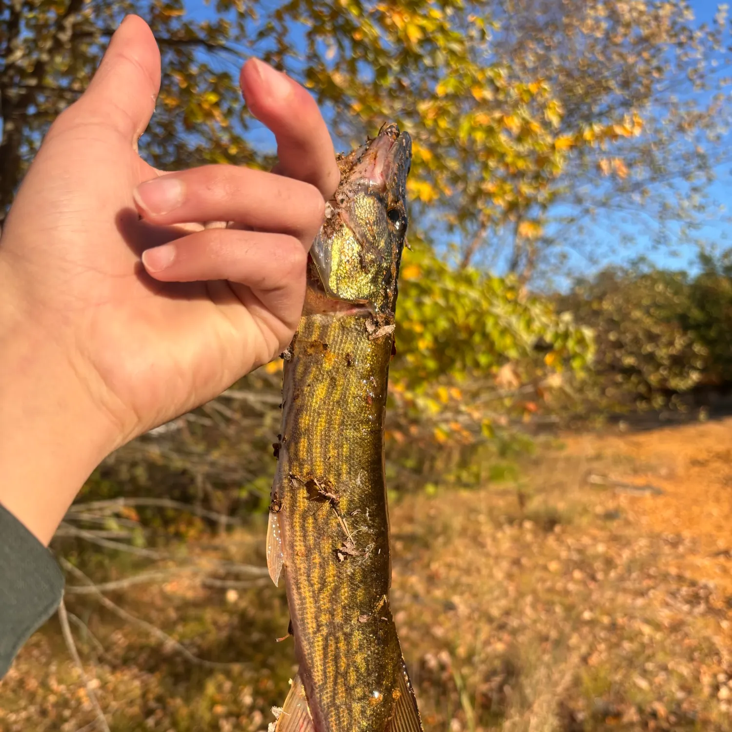 Chain pickerel caught on Fishbrain
