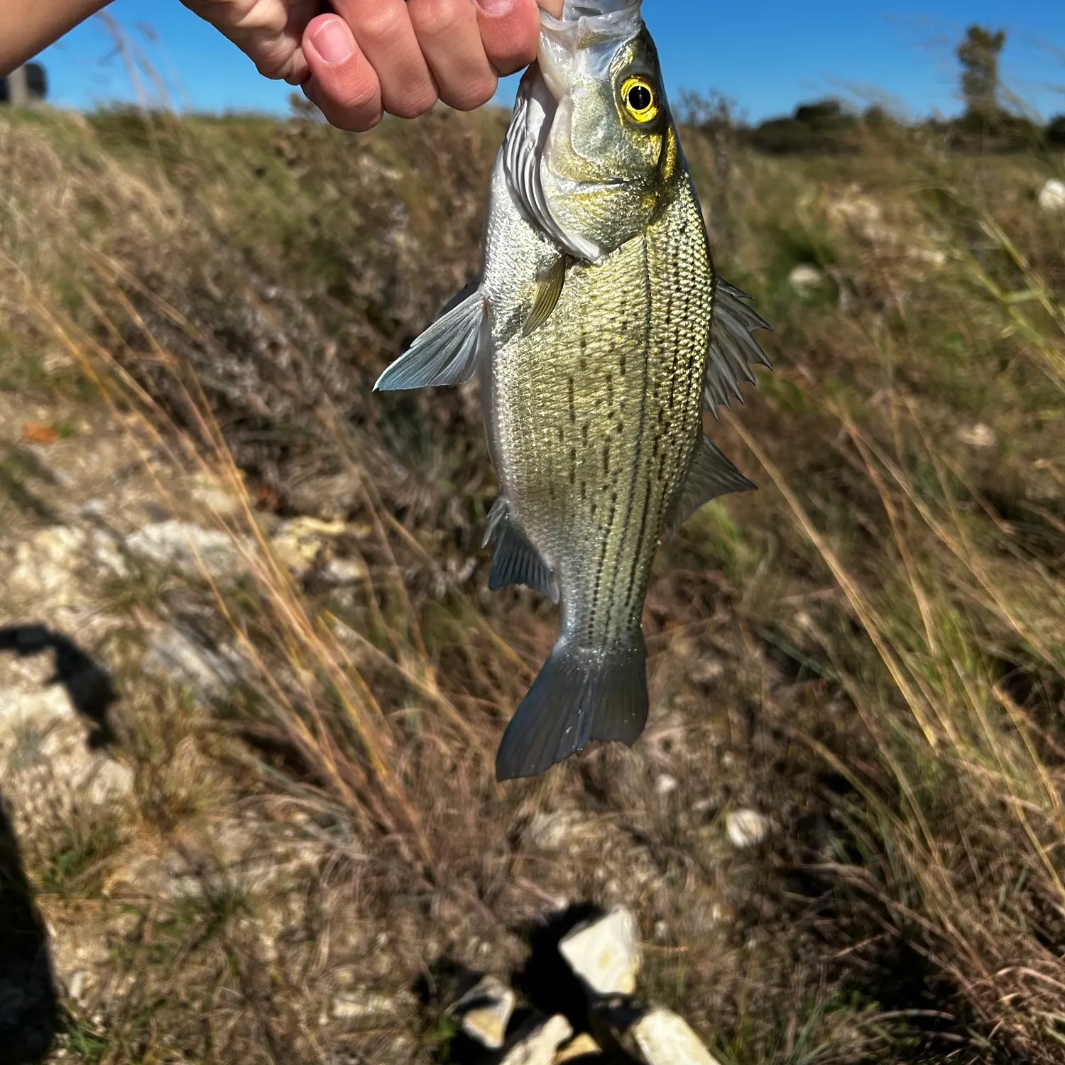 Wiper caught on Fishbrain