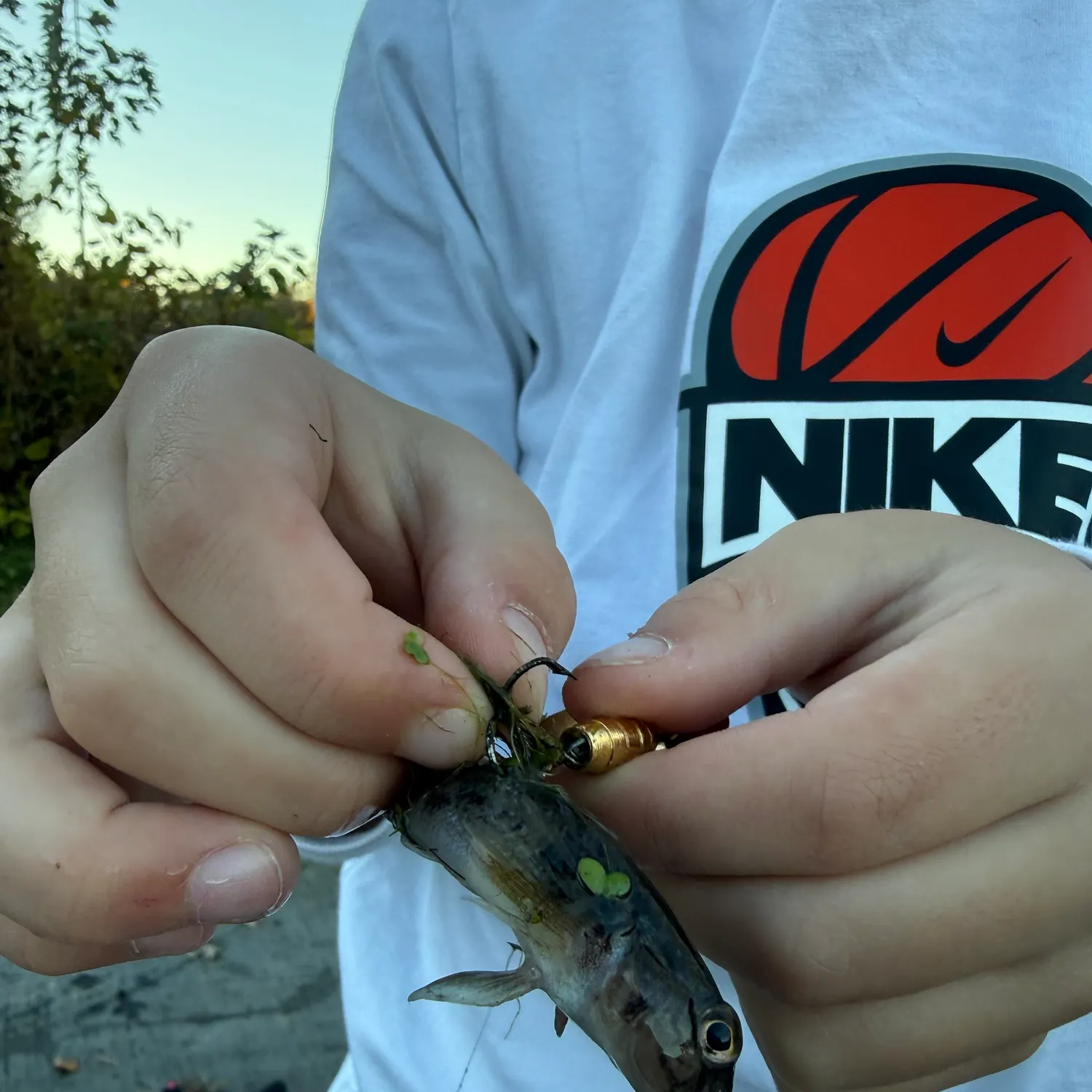 Brown bullhead caught on Fishbrain