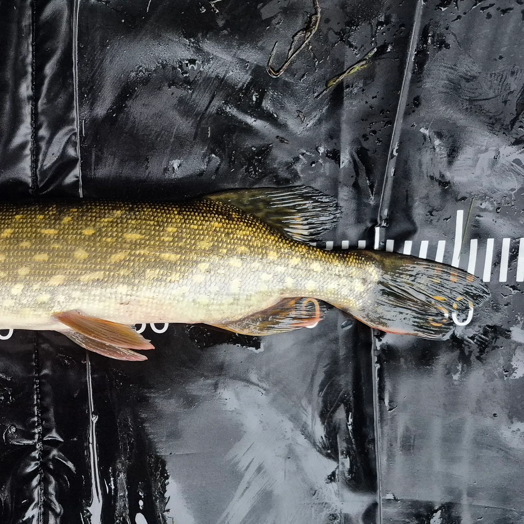 Northern pike caught on Fishbrain