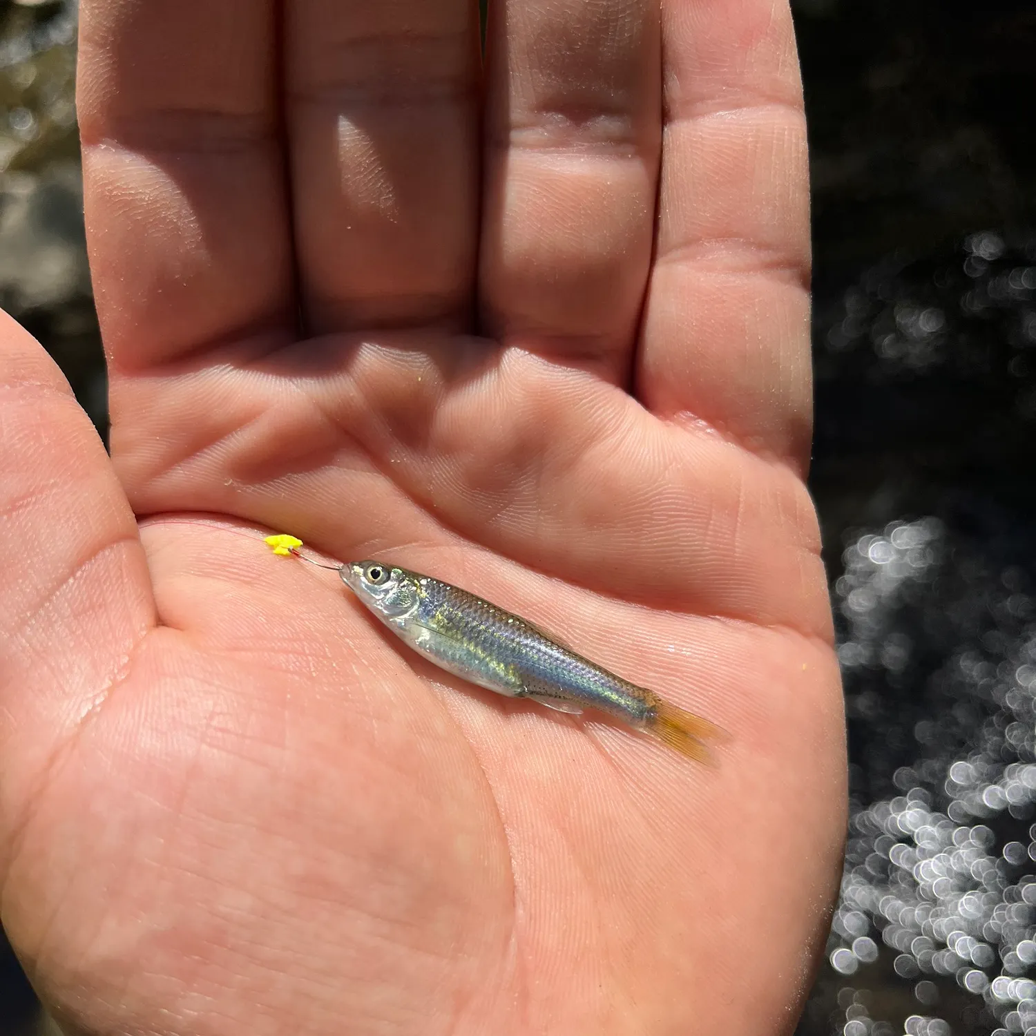 The most recent Red shiner catches on Fishbrain