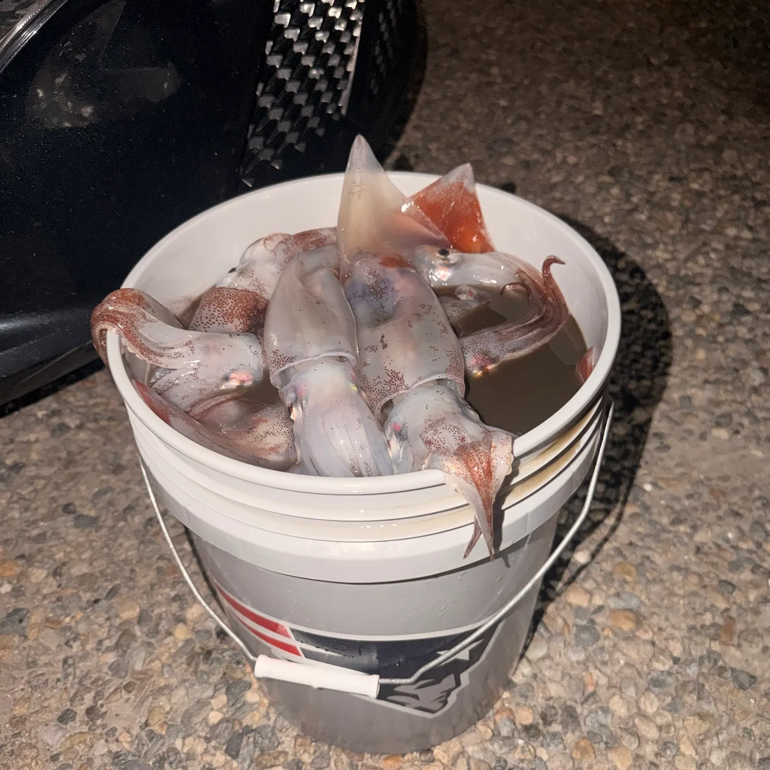 The most recent Northern shortfin squid catches on Fishbrain