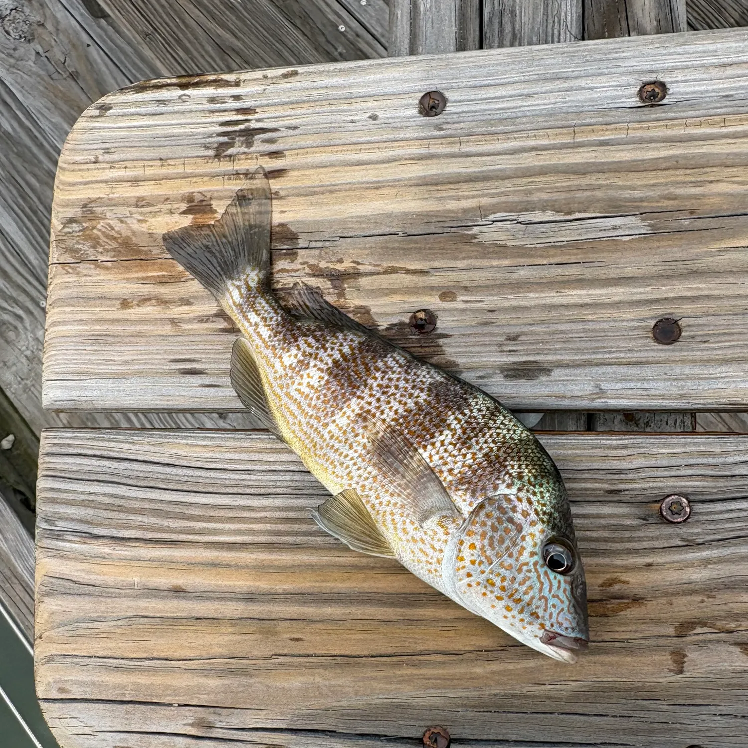 The most recent Pigfish catches on Fishbrain