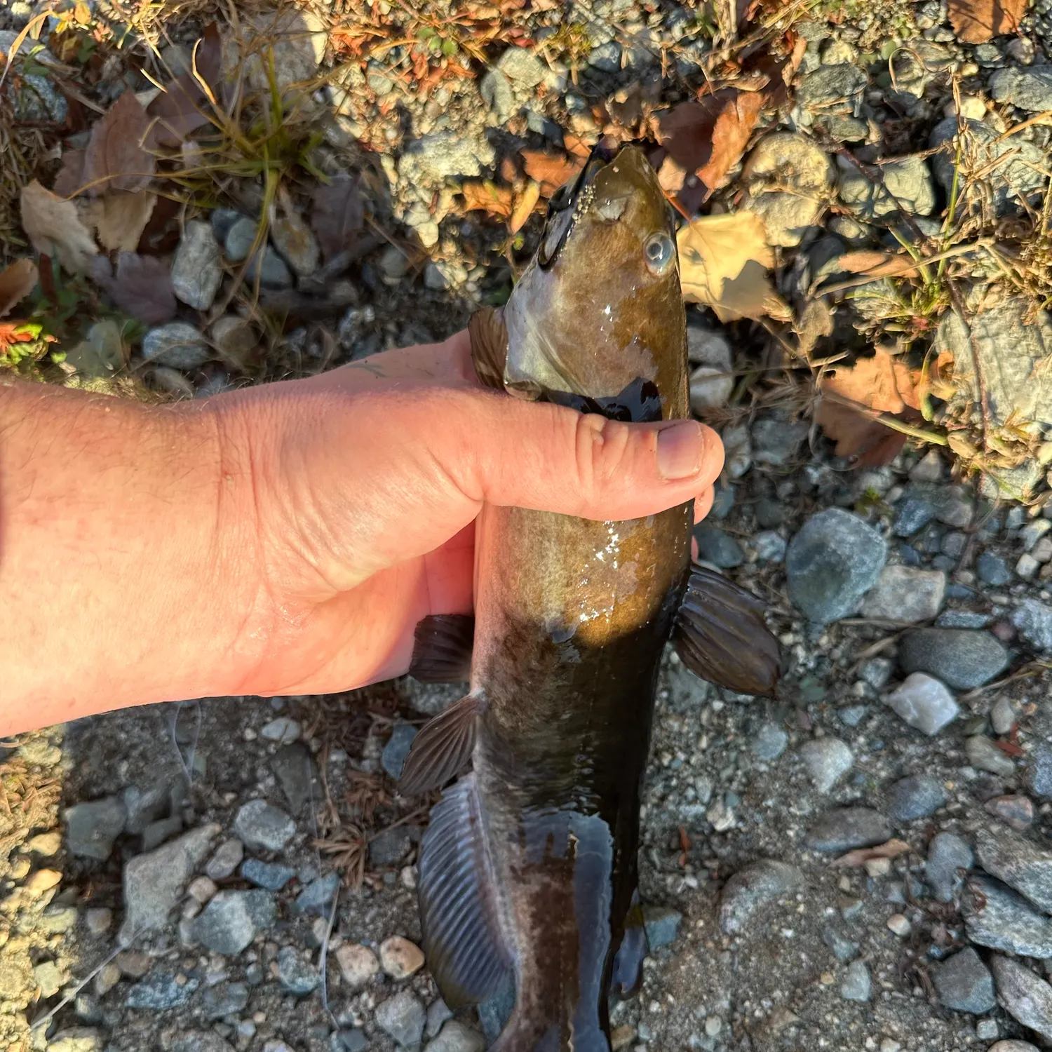 Black bullhead caught on Fishbrain