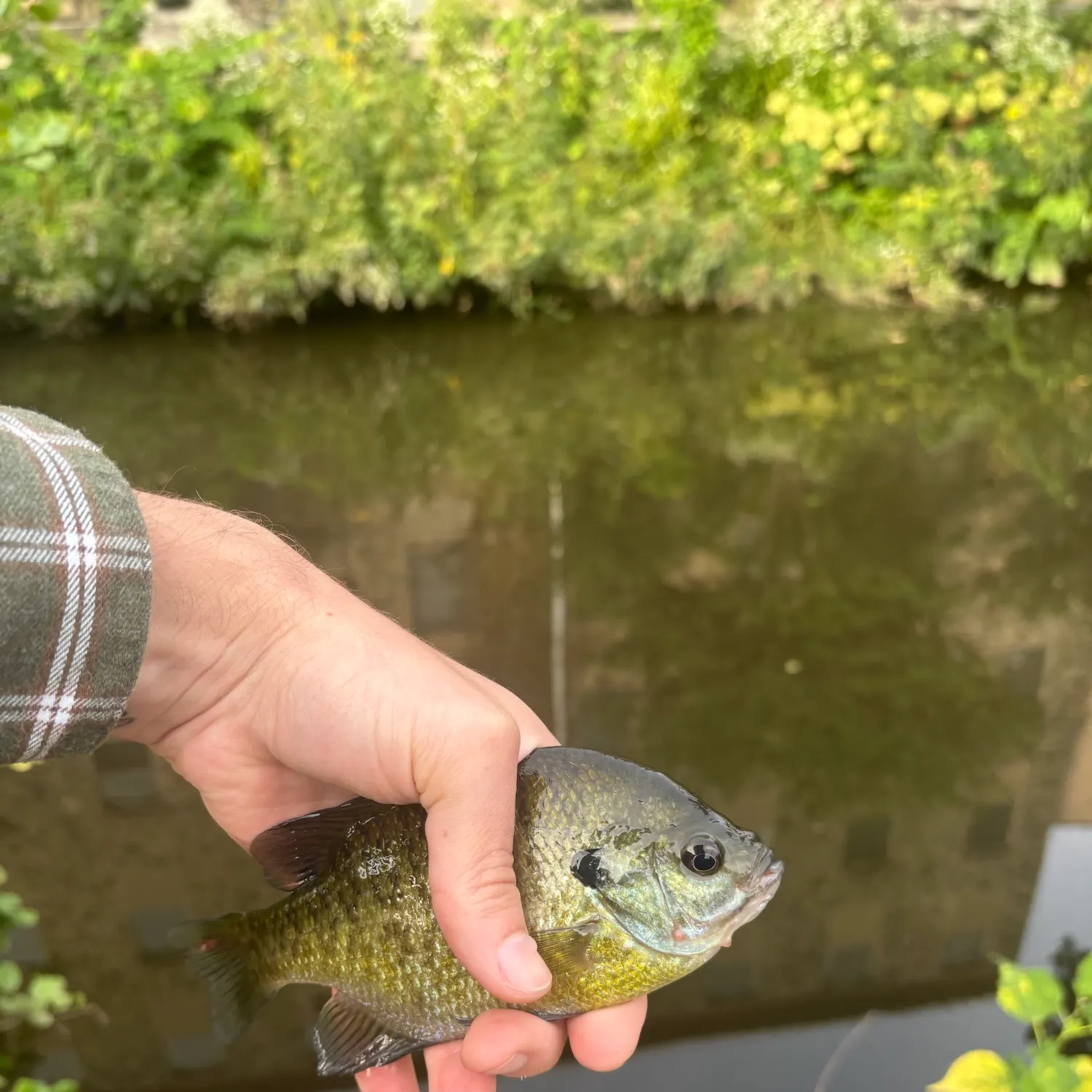 Bluegill caught on Fishbrain