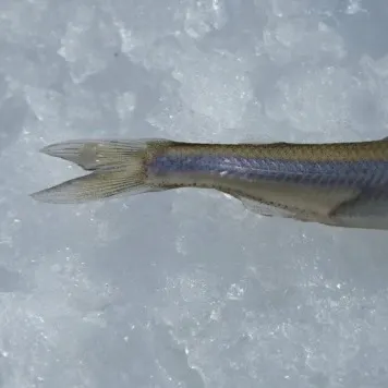 The most recent Wakasagi catches on Fishbrain