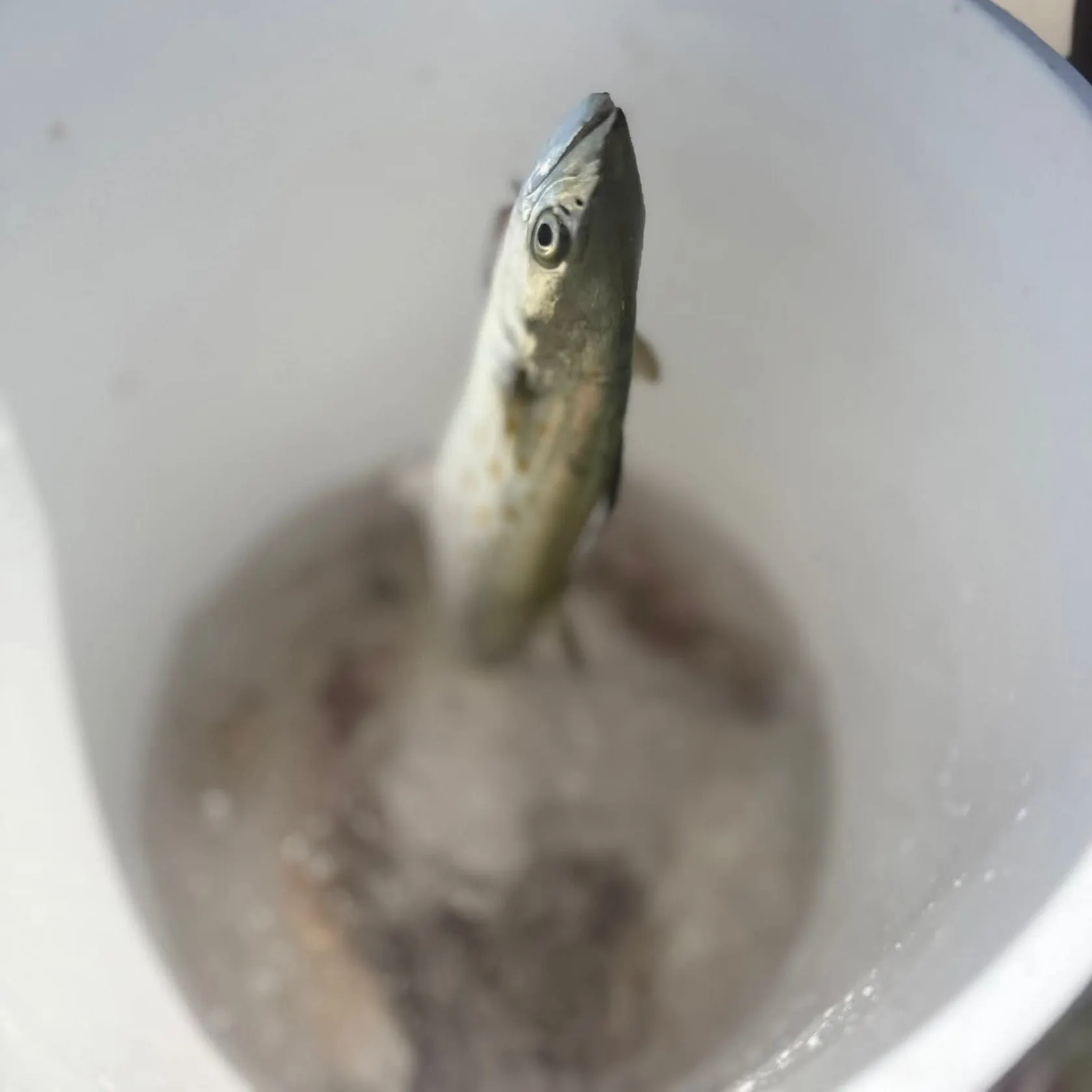 most liked catch image