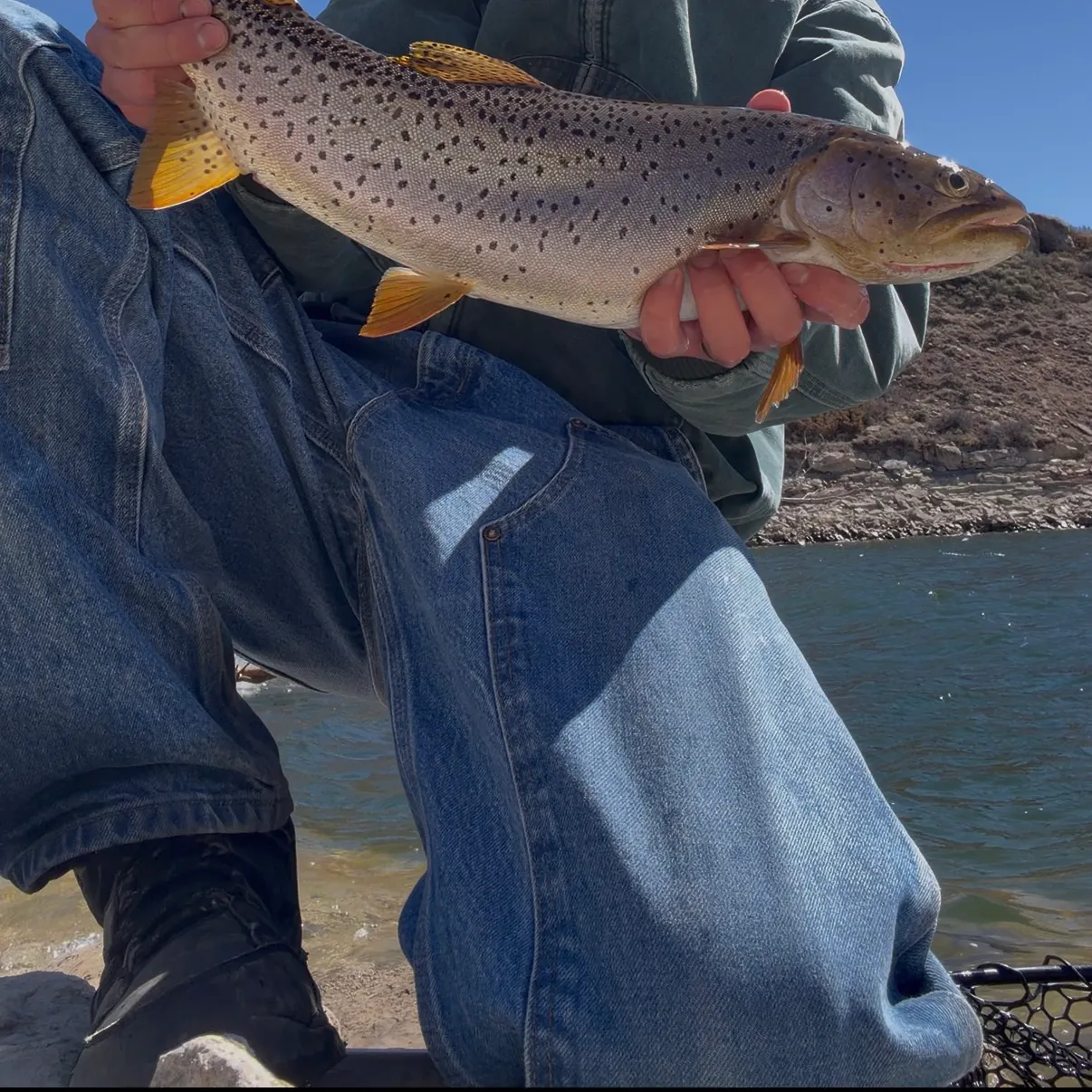 The most recent Cutthroat trout catches on Fishbrain