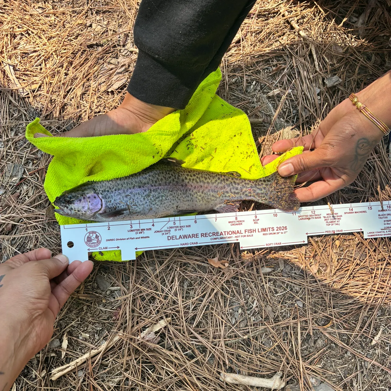 recently logged catches