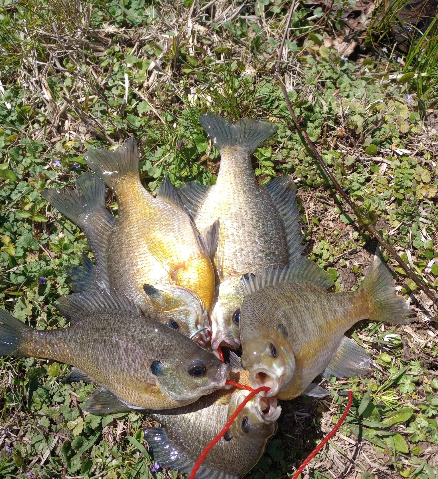 recently logged catches