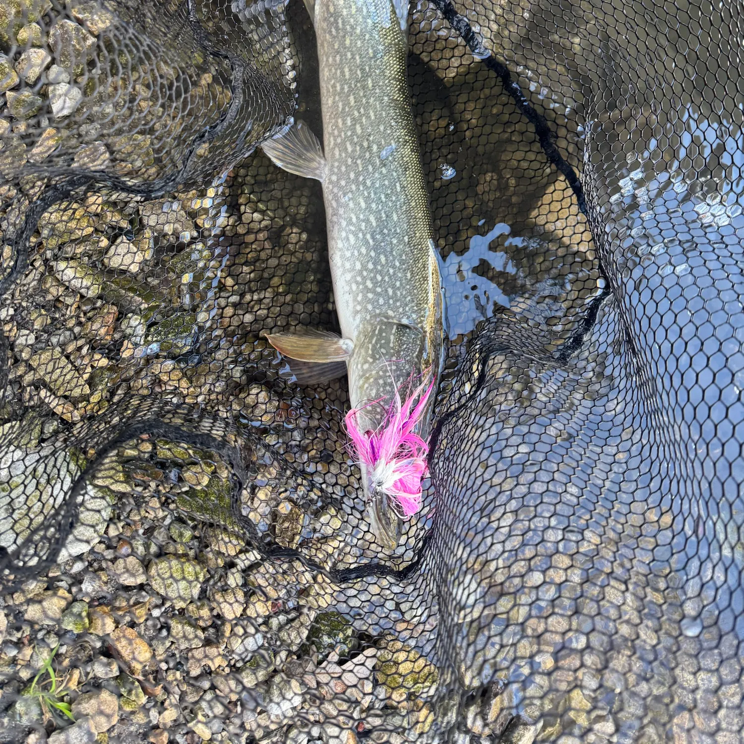 Northern pike caught on Fishbrain