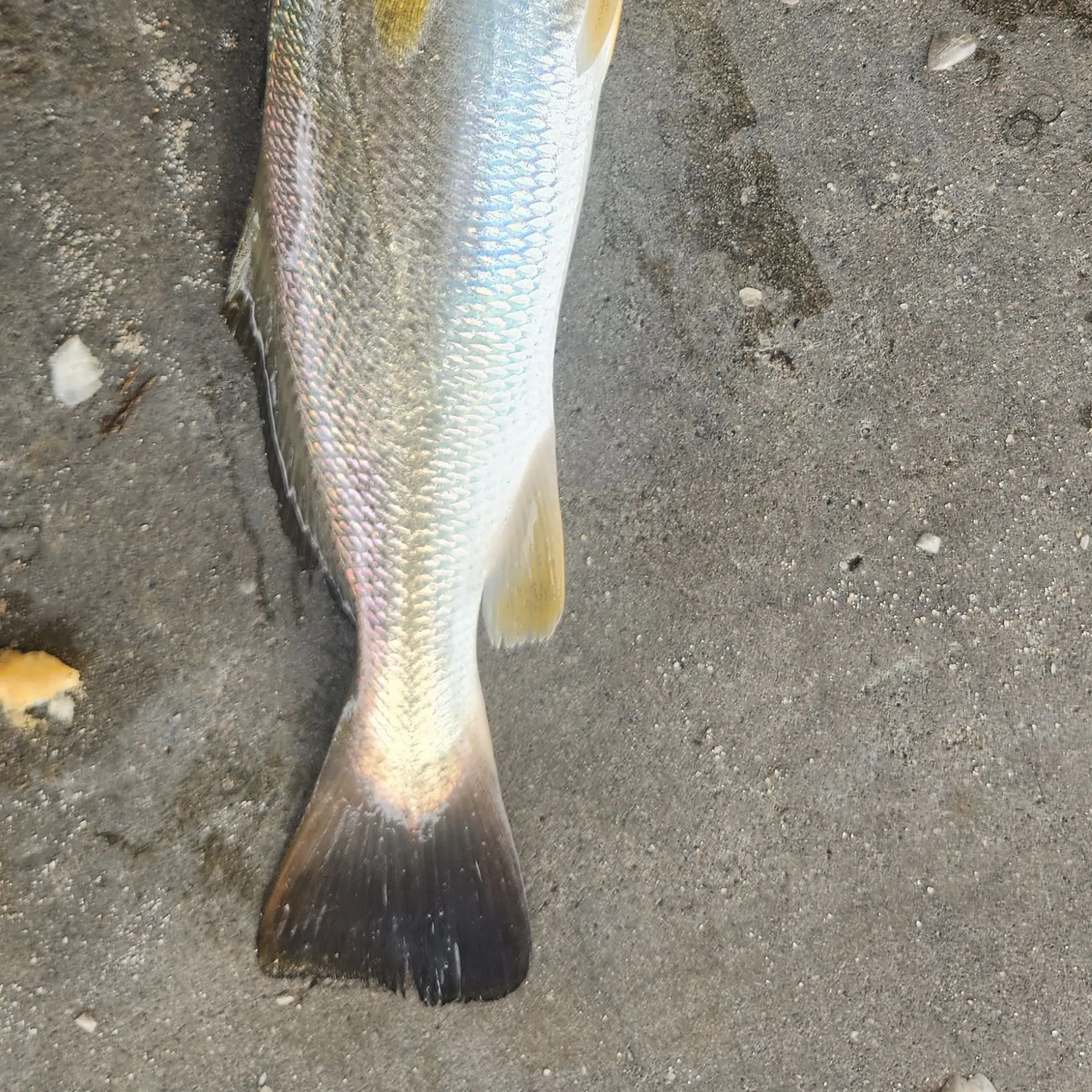 The most recent Silver seatrout catches on Fishbrain