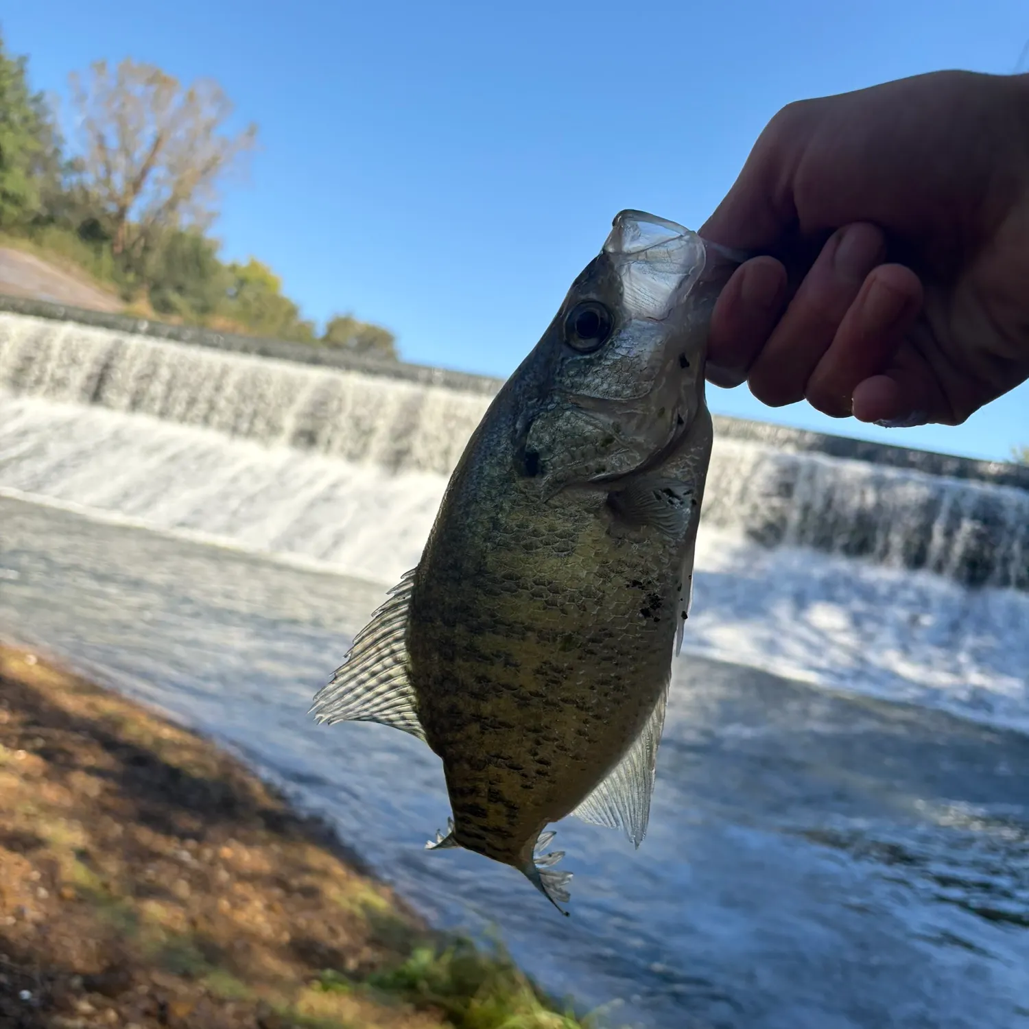 White crappie caught on Fishbrain