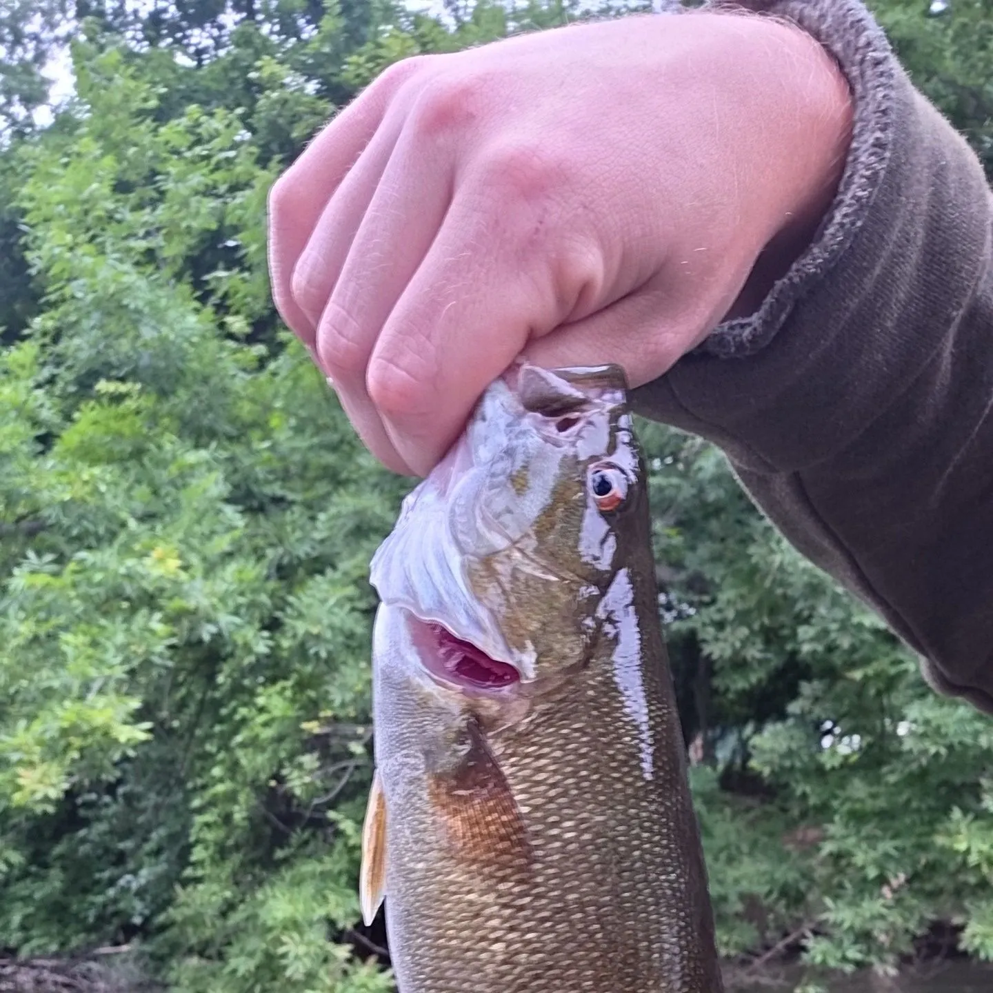 Smallmouth bass caught on Fishbrain