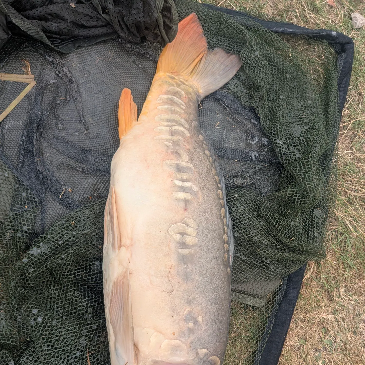 Mirror carp caught on Fishbrain