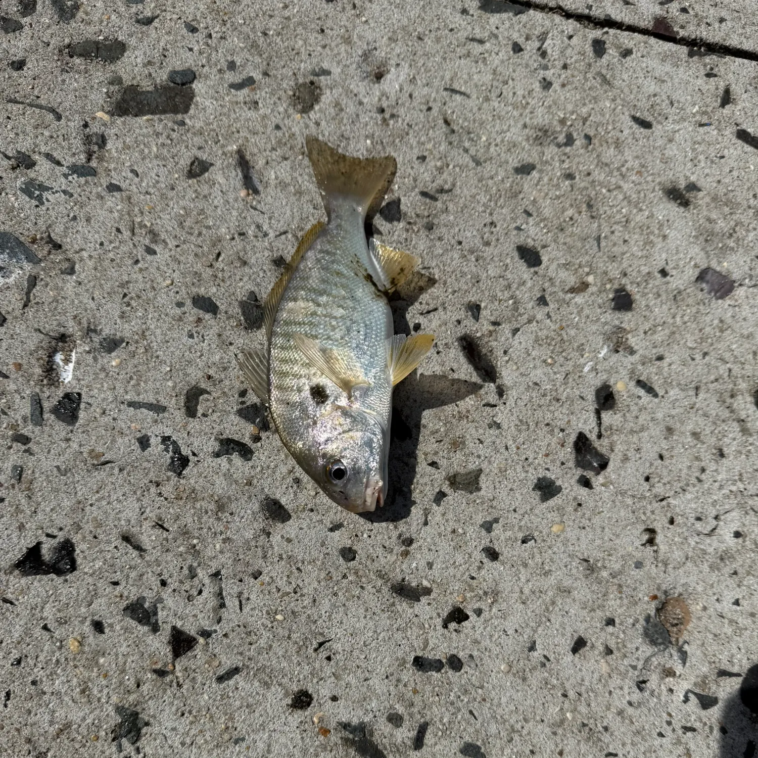 Spot croaker caught on Fishbrain