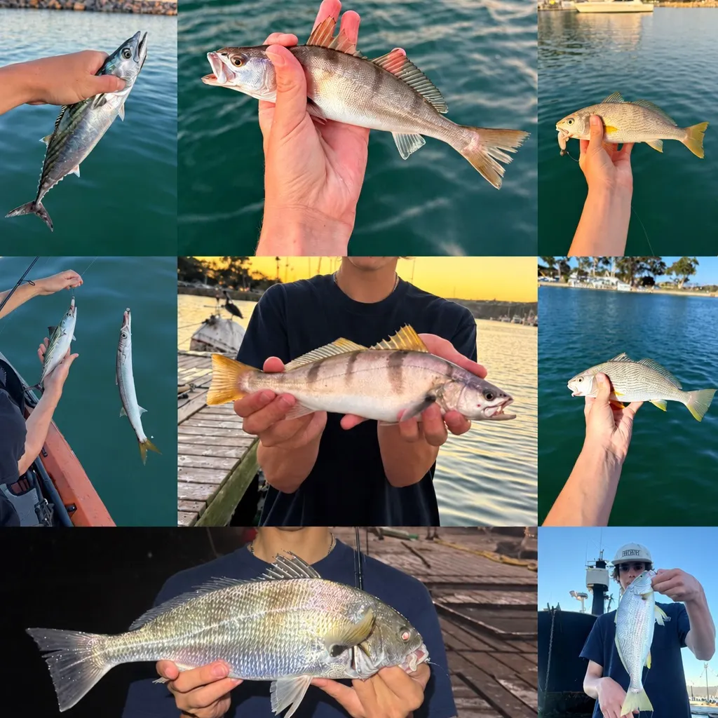 White seabass caught on Fishbrain