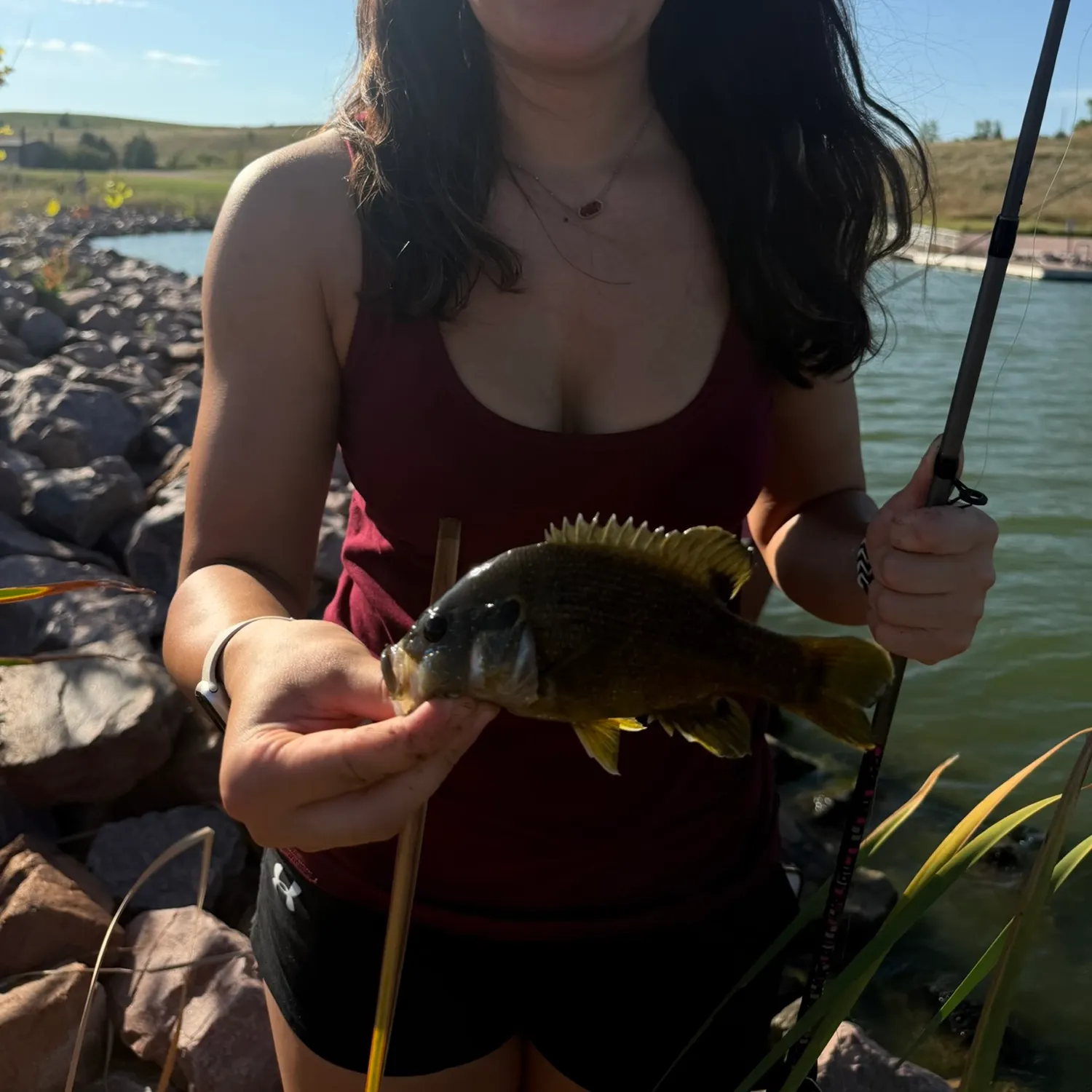 Green sunfish caught on Fishbrain