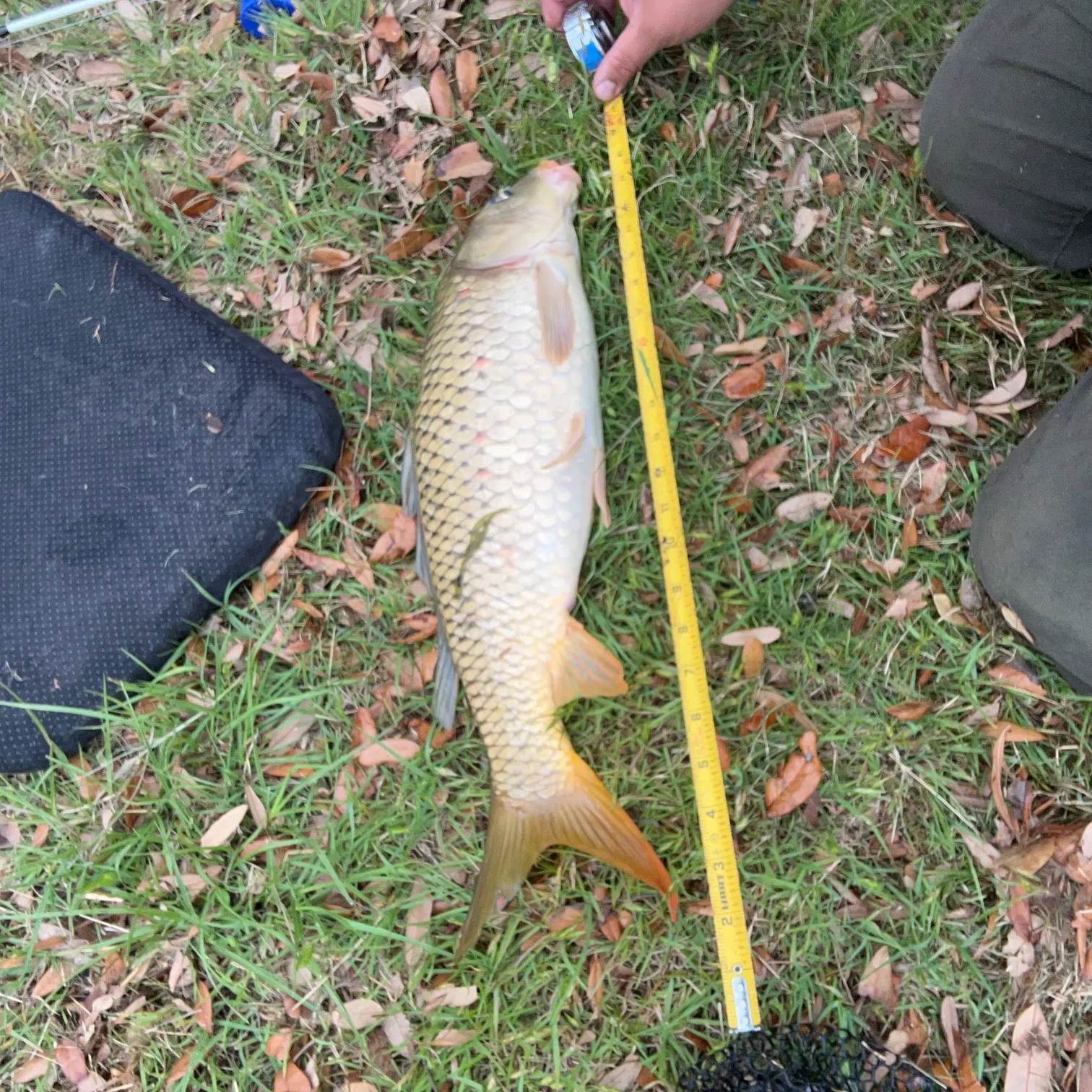 The most recent Koi x common carp catches on Fishbrain