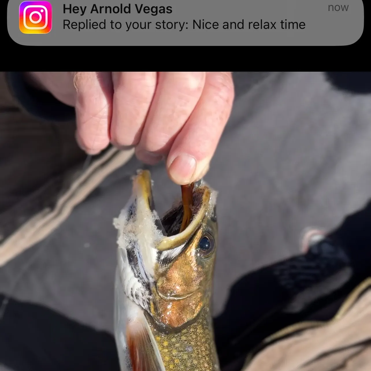 recently logged catches