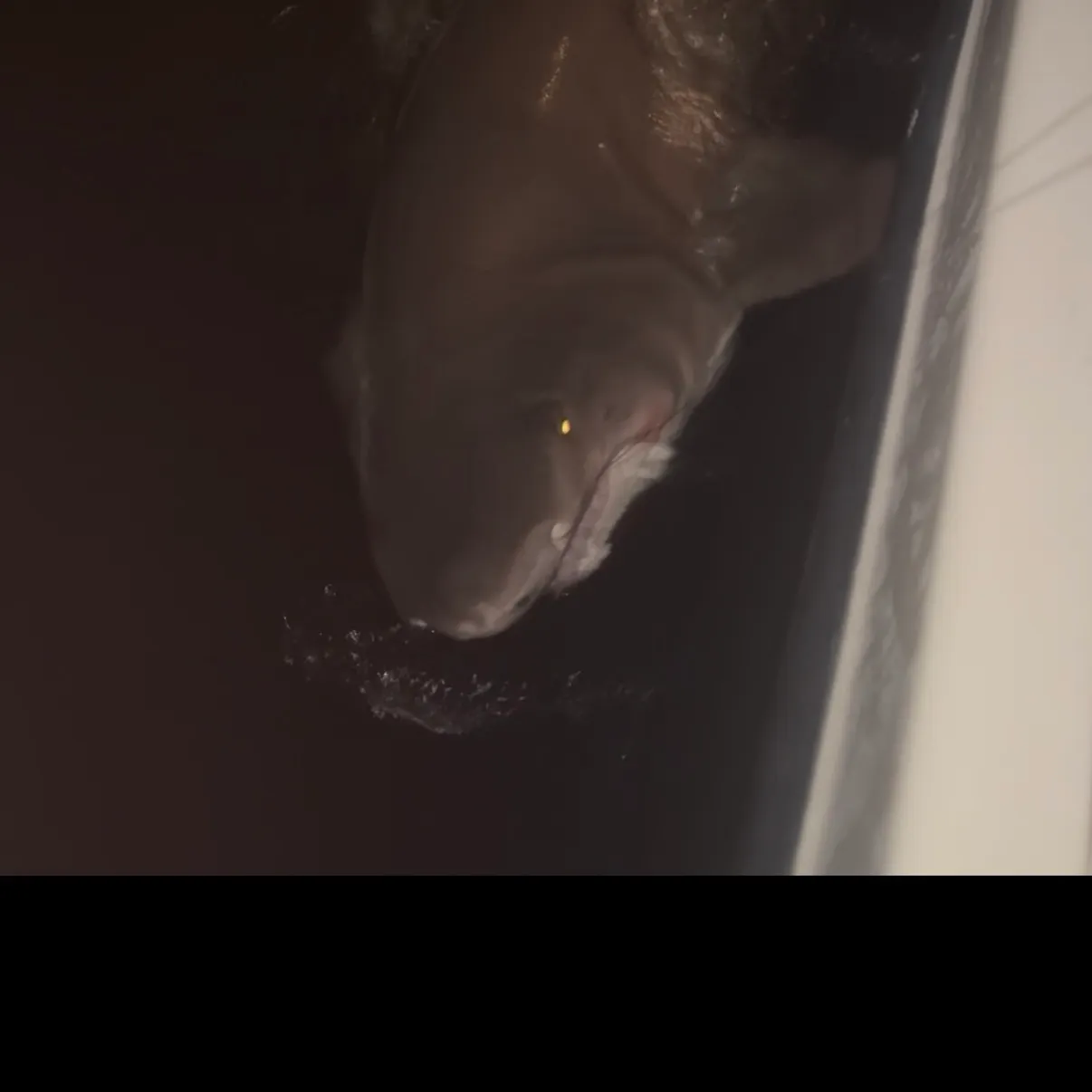 Sand tiger shark caught on Fishbrain