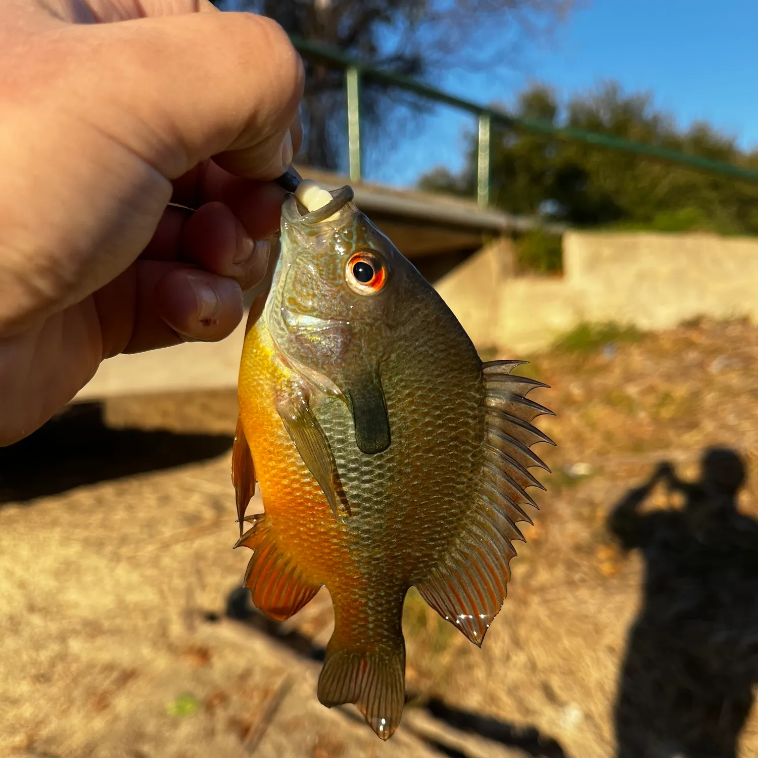 The most recent Plains longear sunfish catches on Fishbrain