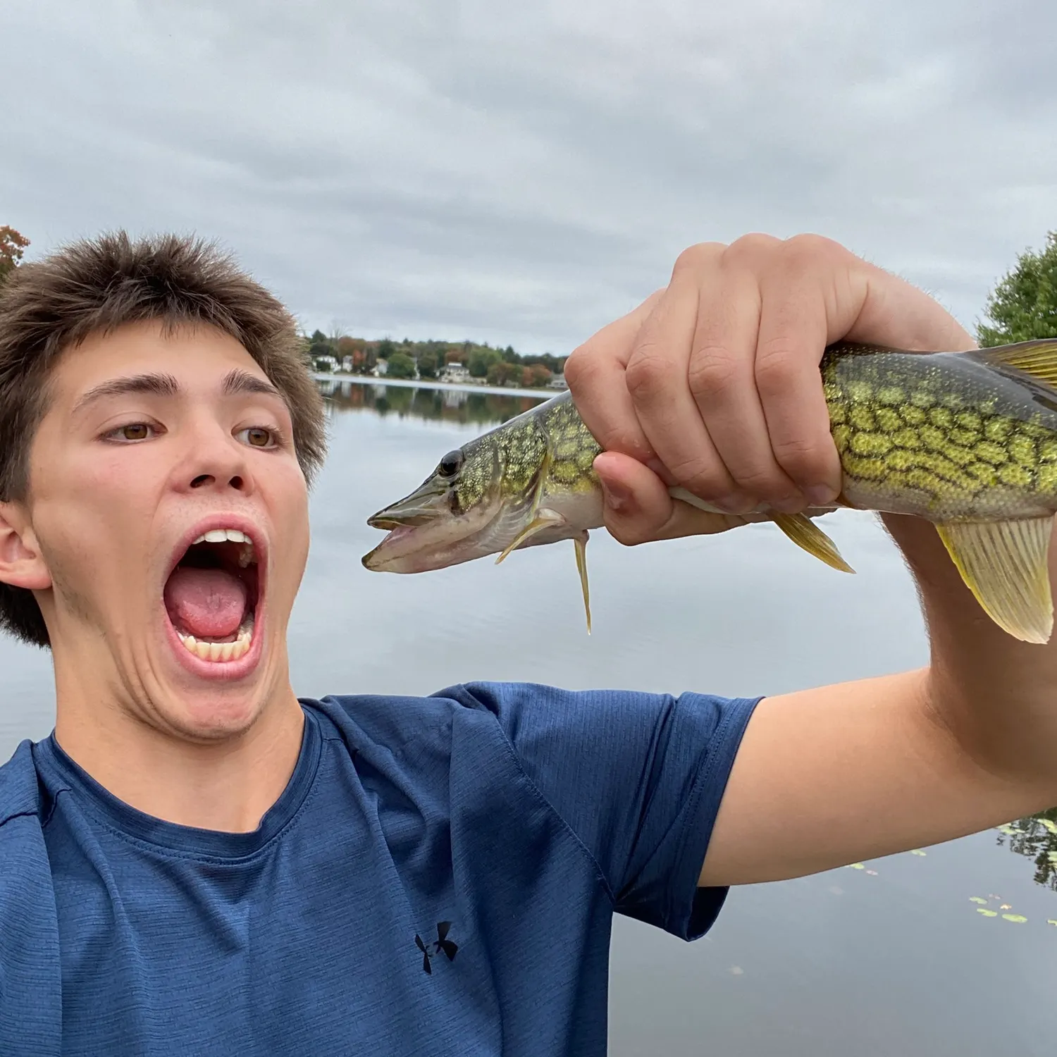 Chain pickerel caught on Fishbrain