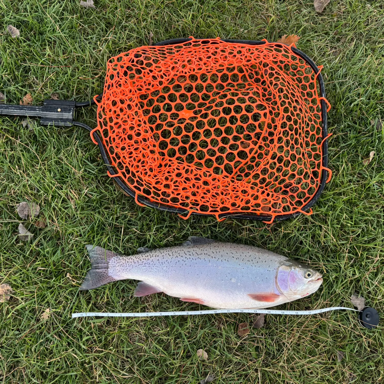 Rainbow trout caught on Fishbrain