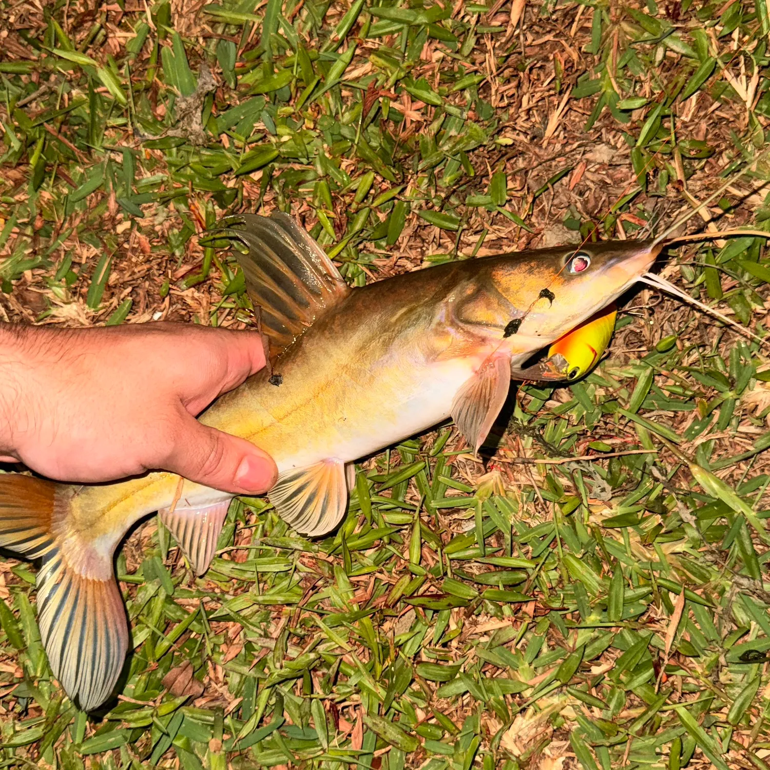 The most recent Asian redtail catfish catches on Fishbrain