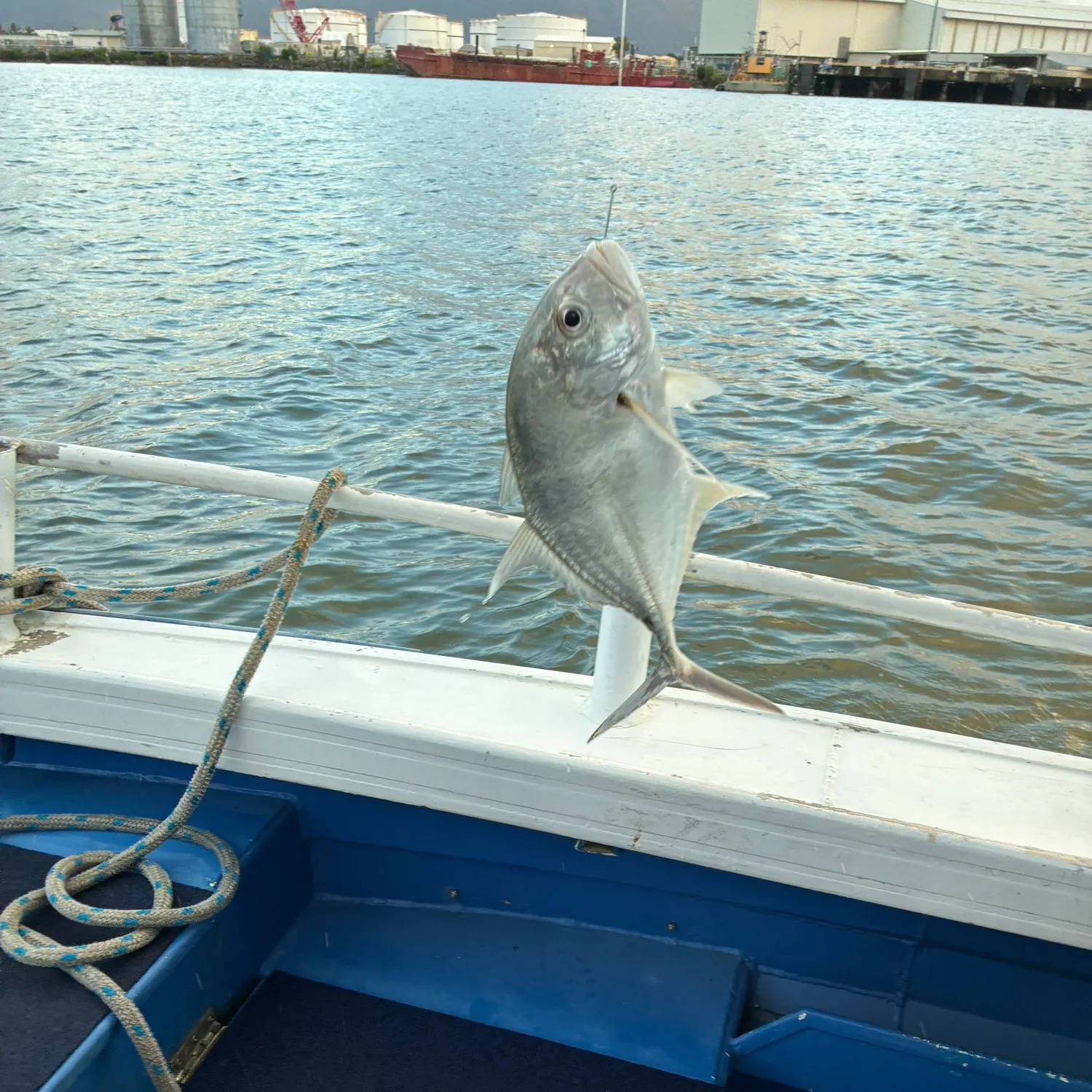 The most recent Giant trevally catches on Fishbrain