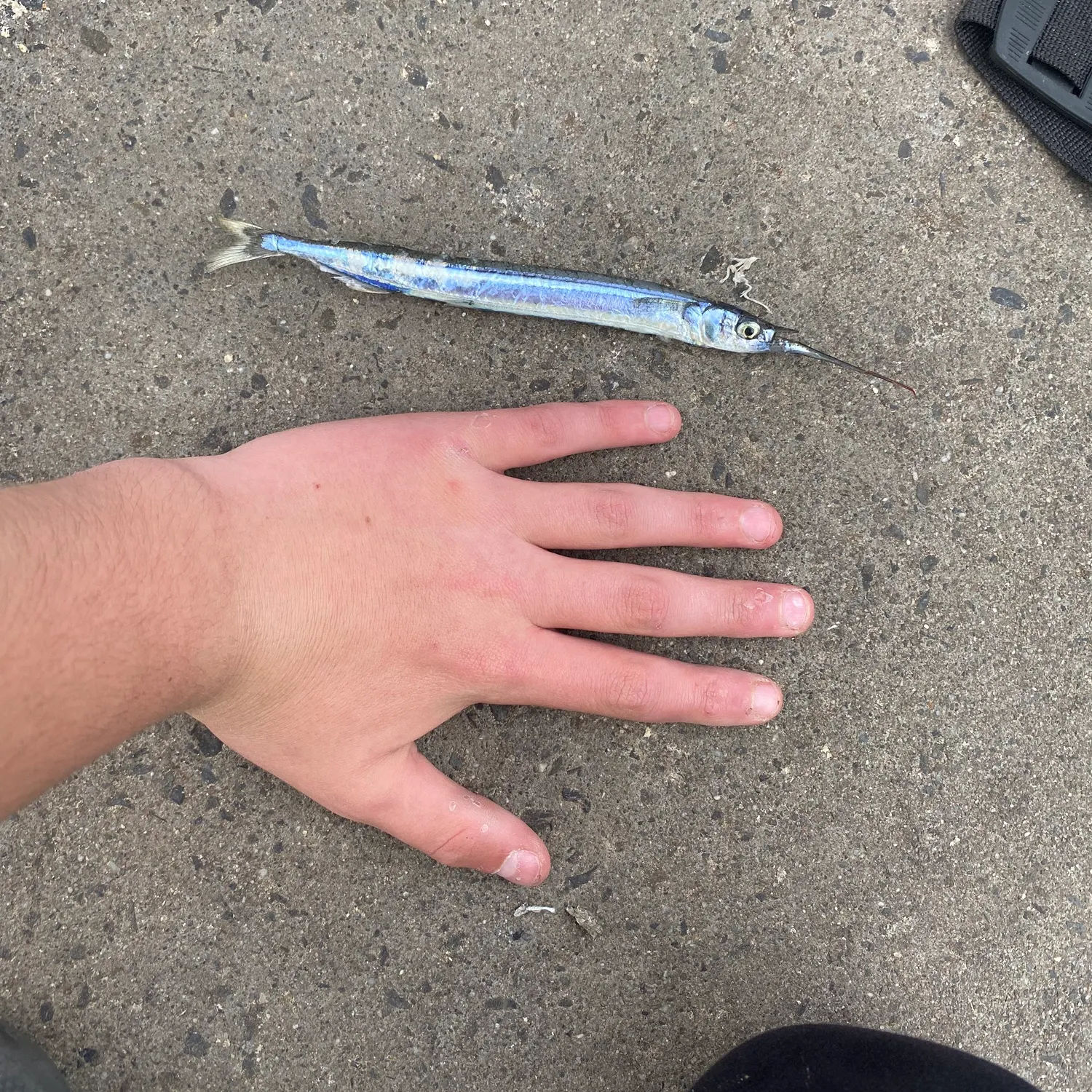 The most recent Southern garfish catches on Fishbrain
