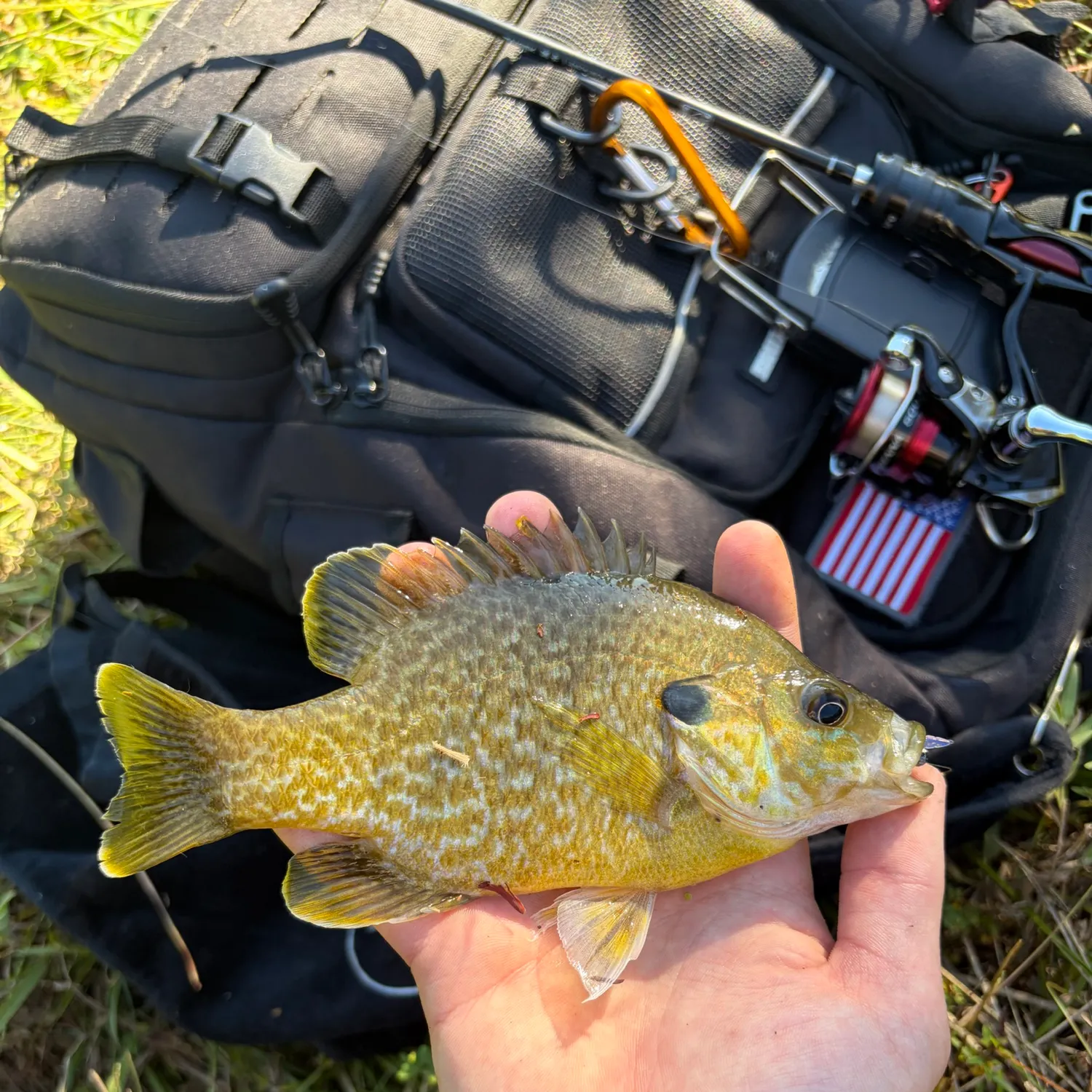 Greengill hybrid caught on Fishbrain