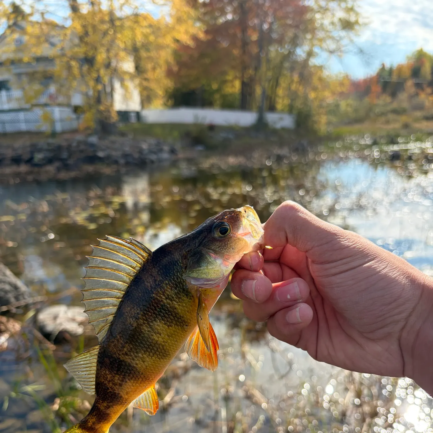 catch