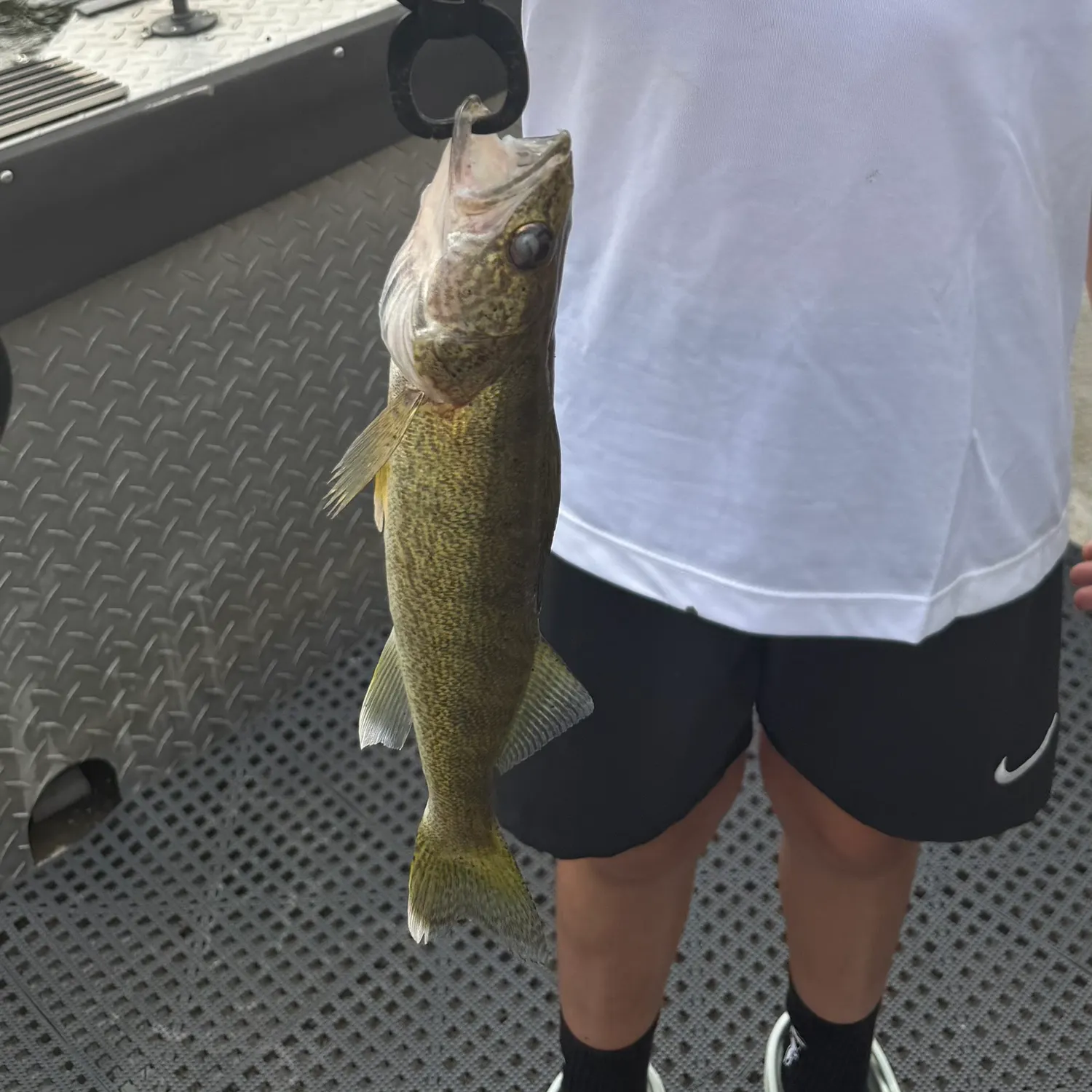 Walleye caught on Fishbrain
