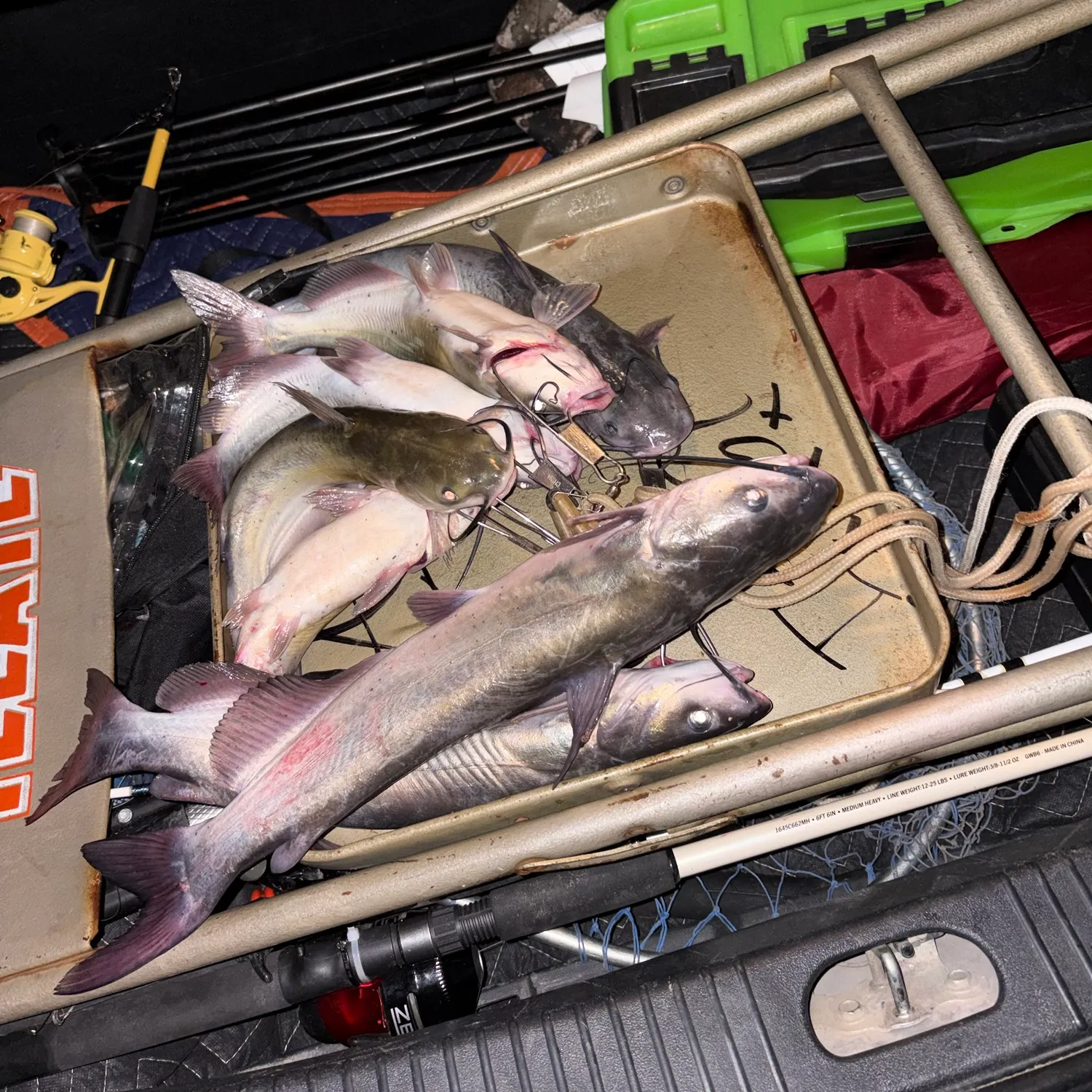 Channel catfish caught on Fishbrain